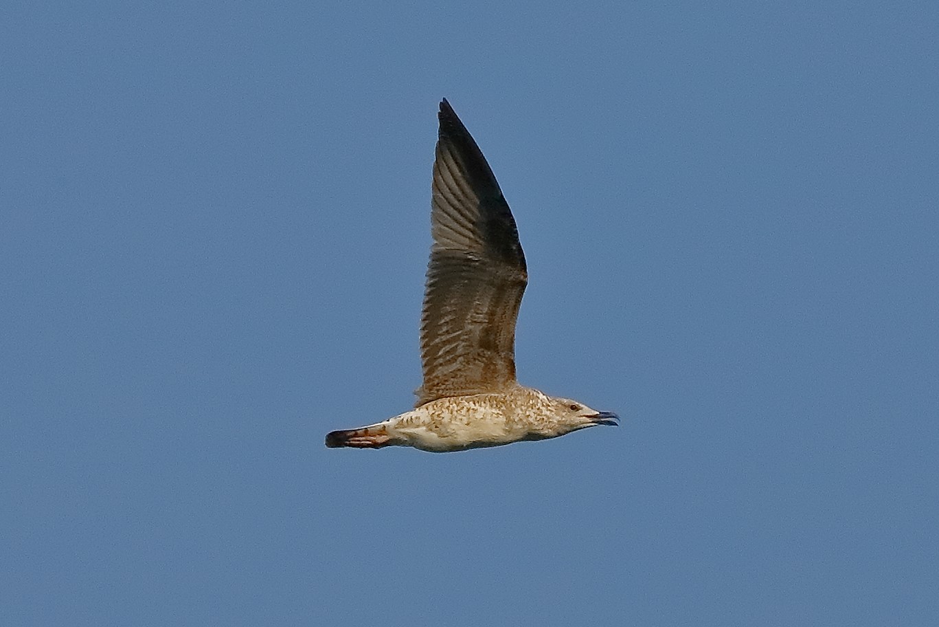 Gabbiano R 19 ottobre 2022