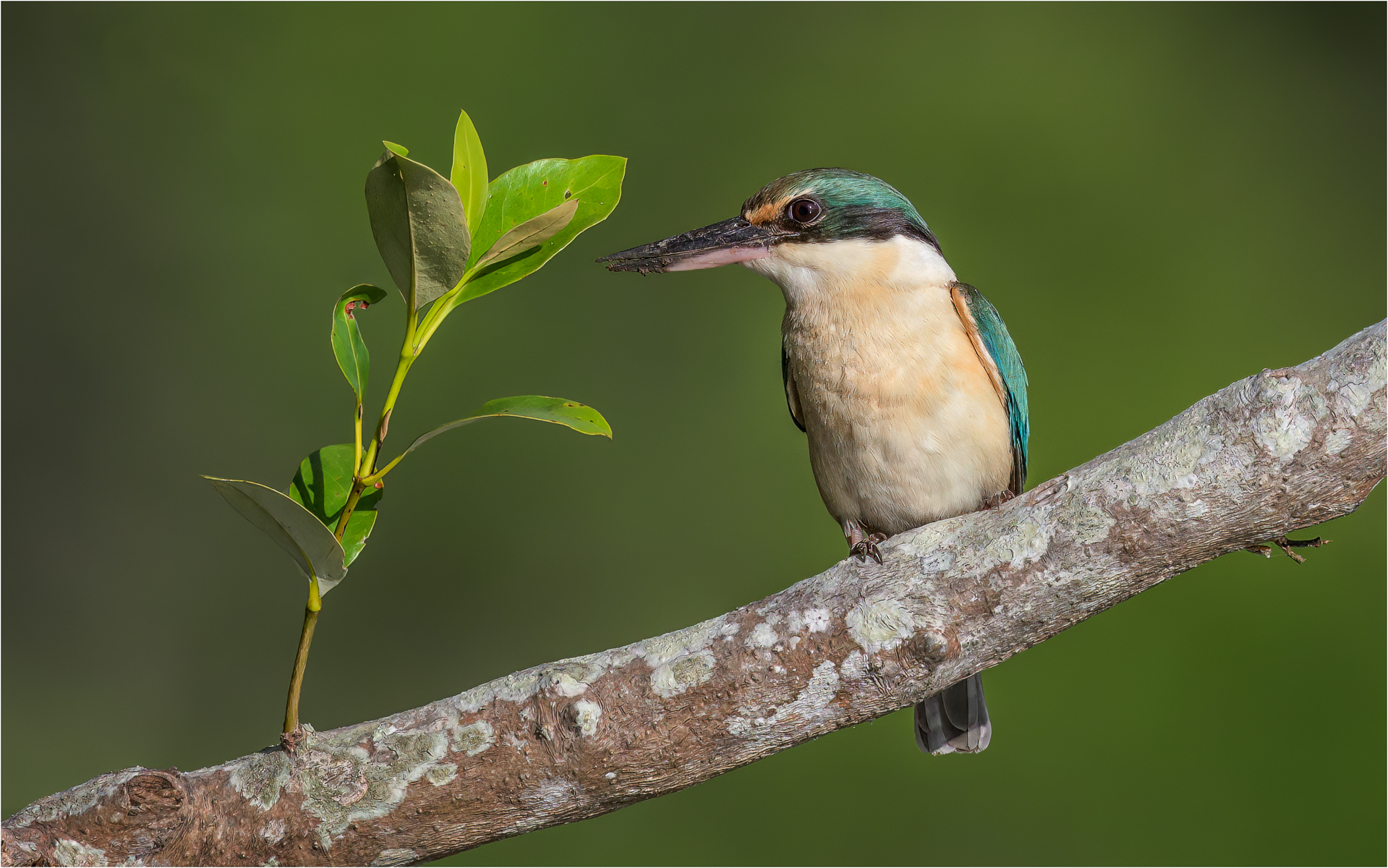 Martin pescatore