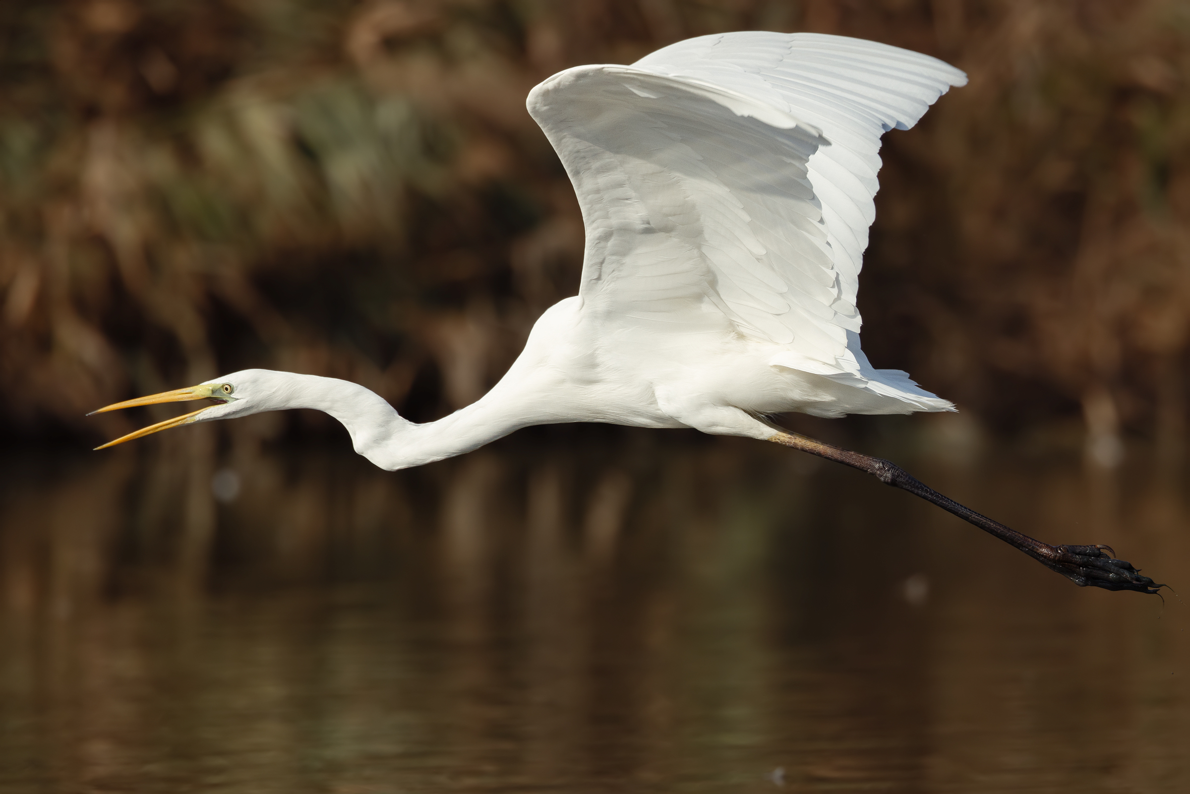 Great white heron - singing in flight