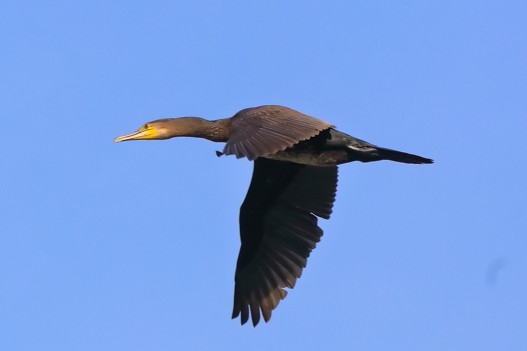cormorano 03-10-2022