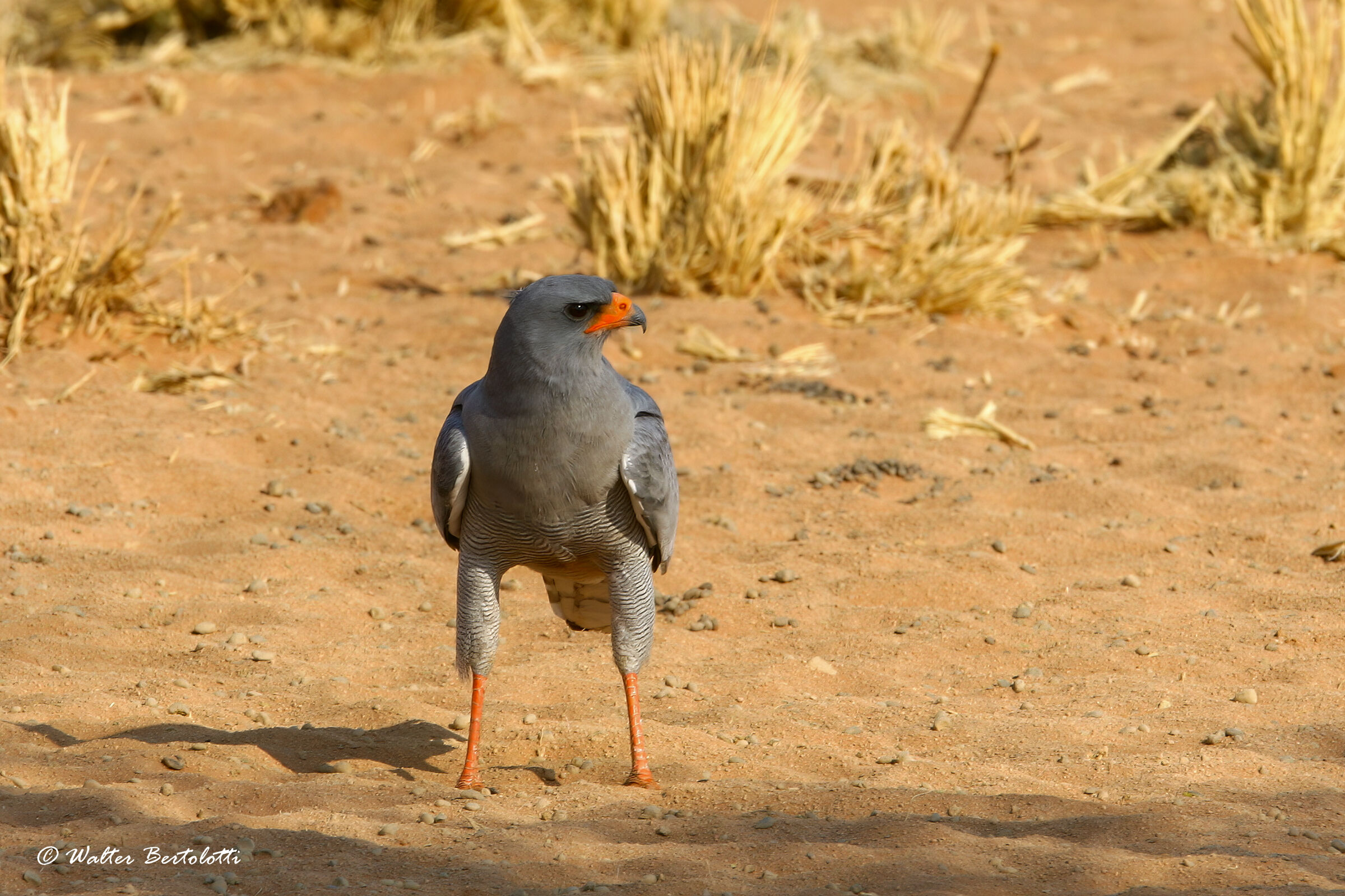 goshawk singer