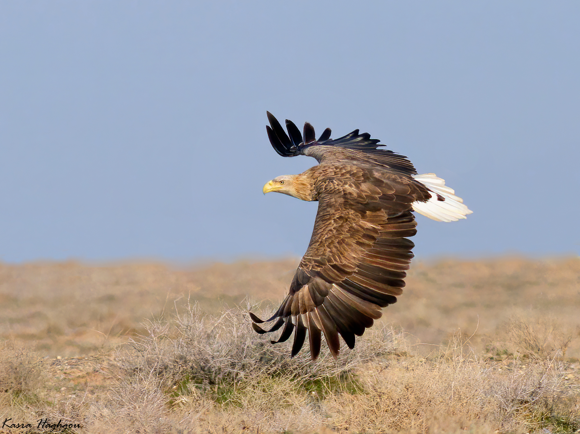 white-tailed eagle