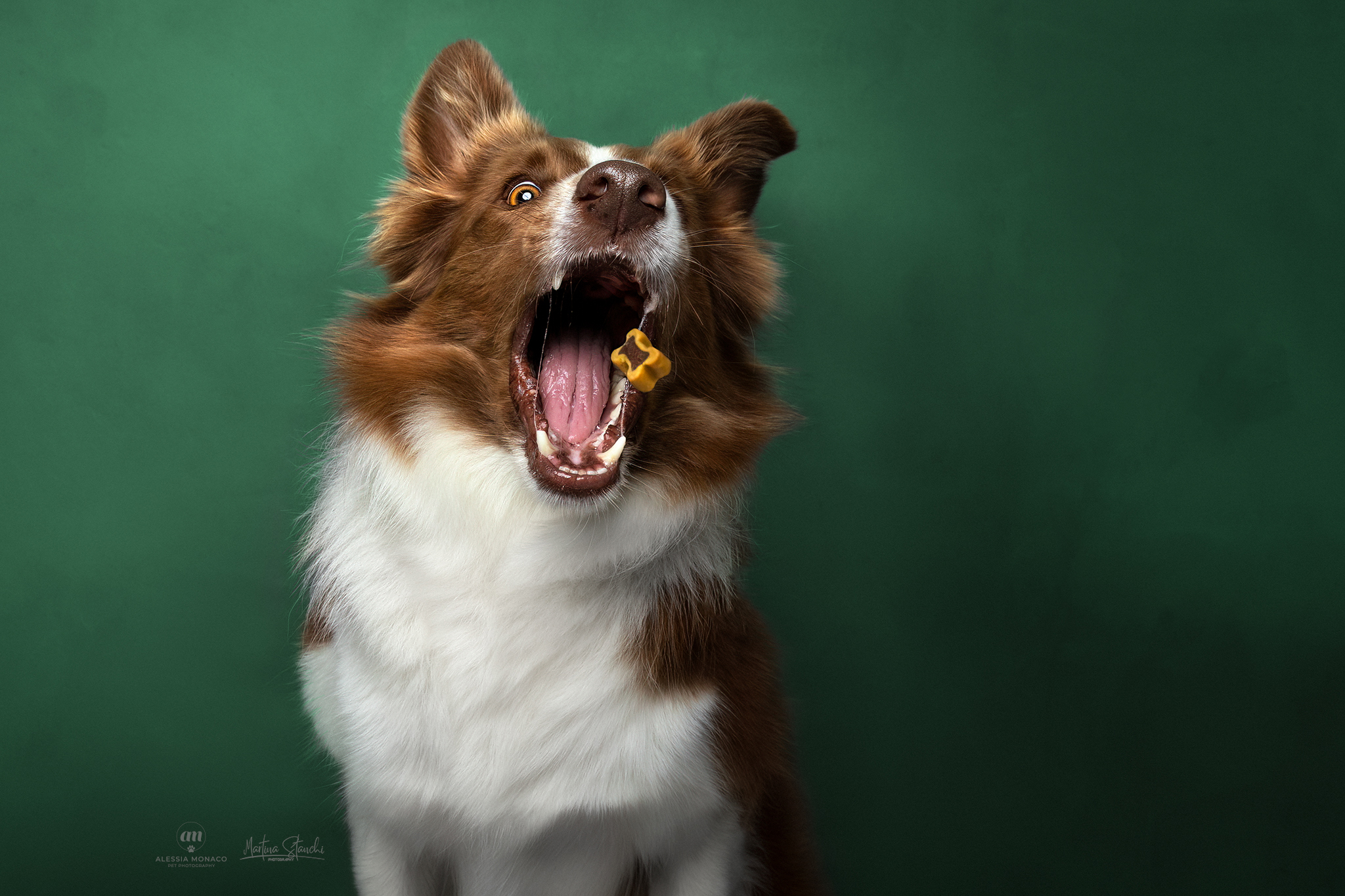 Border collie catching treats