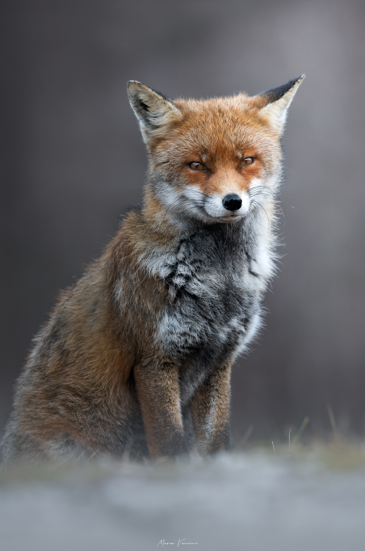Beautiful fox