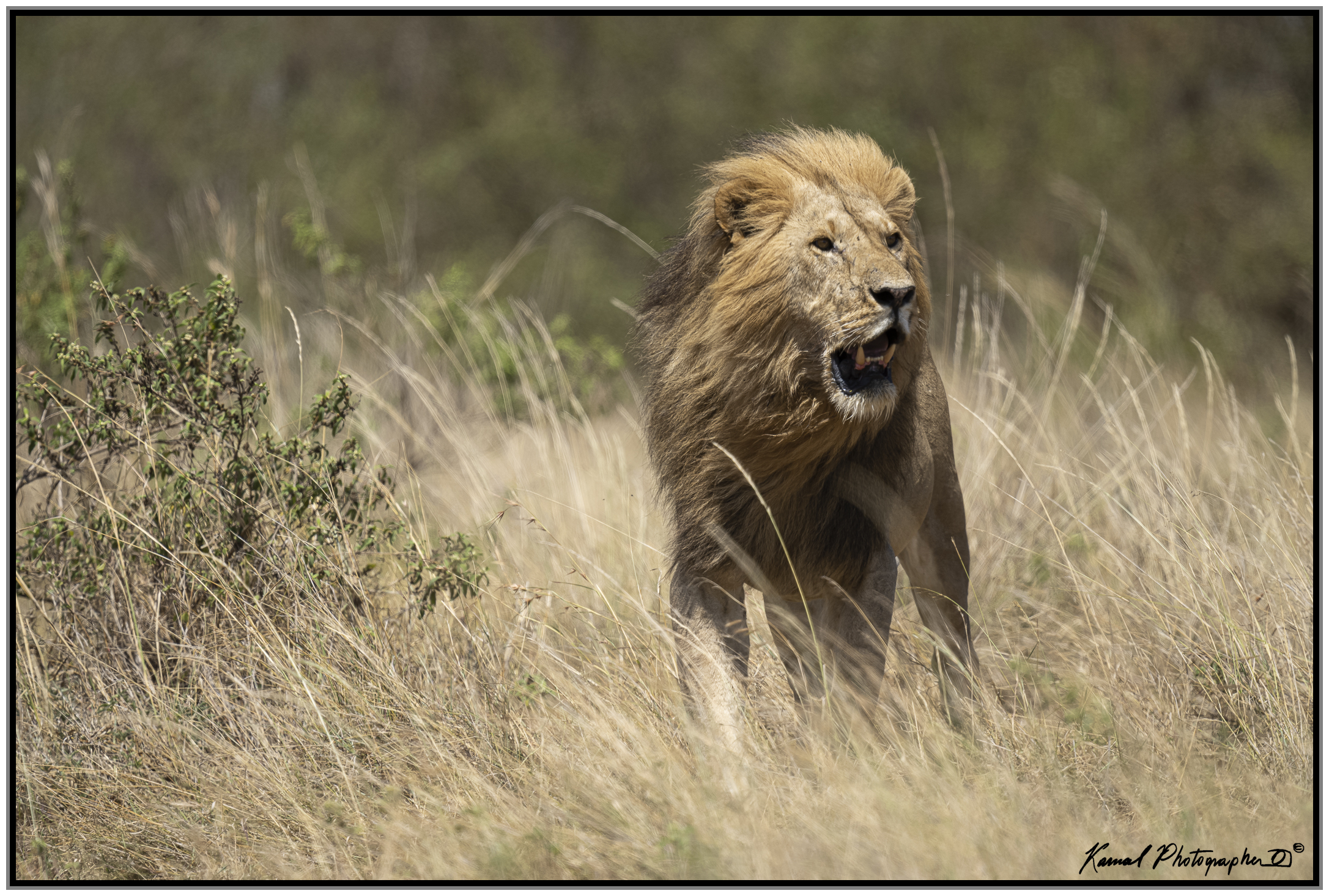 Panthera leo