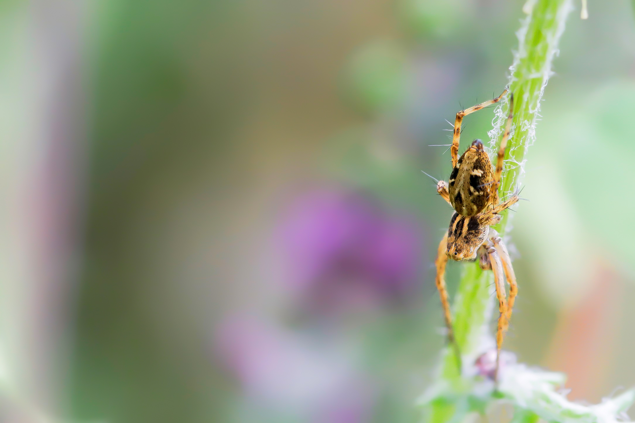 Oxyopes heterophthalmus
