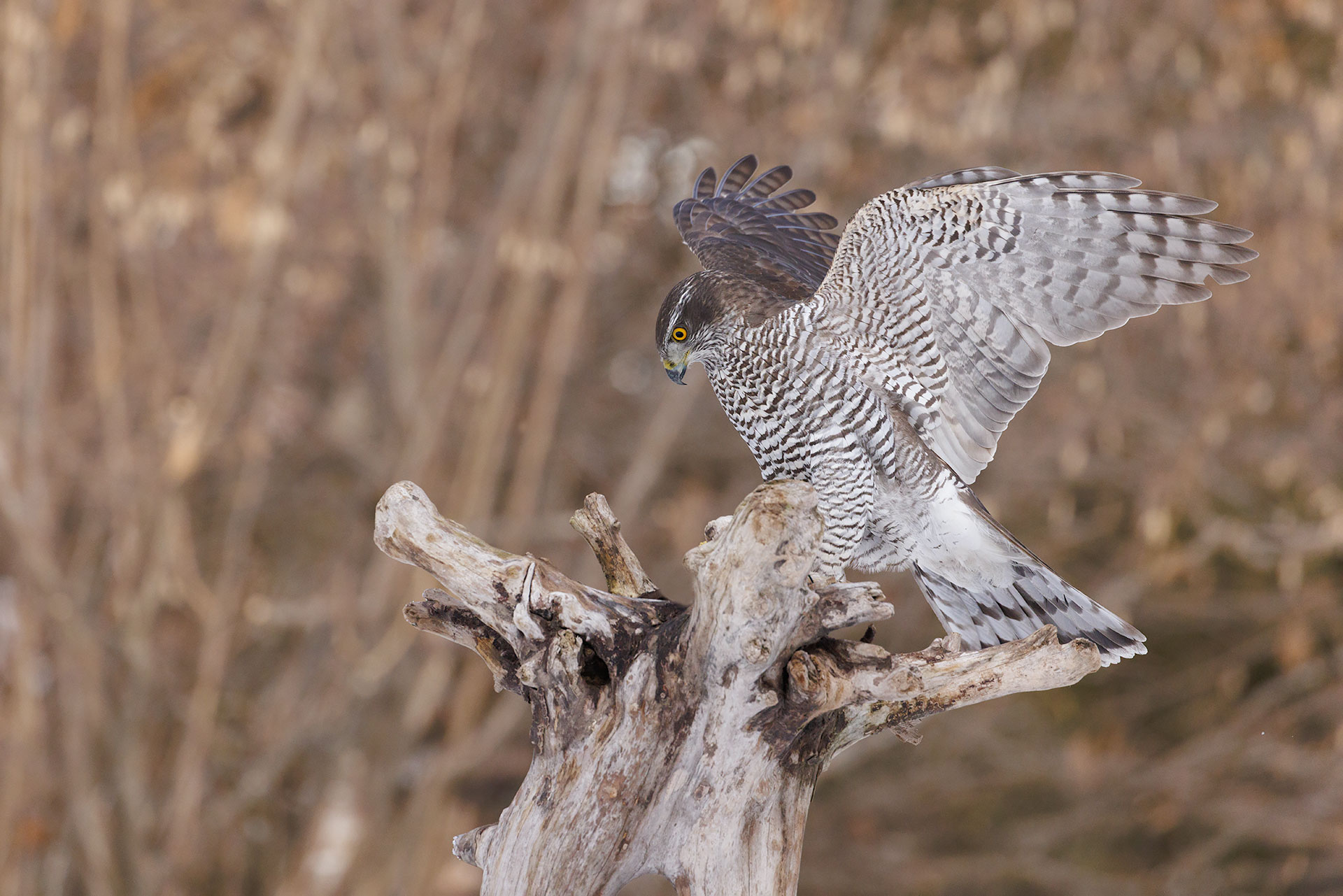 Goshawk