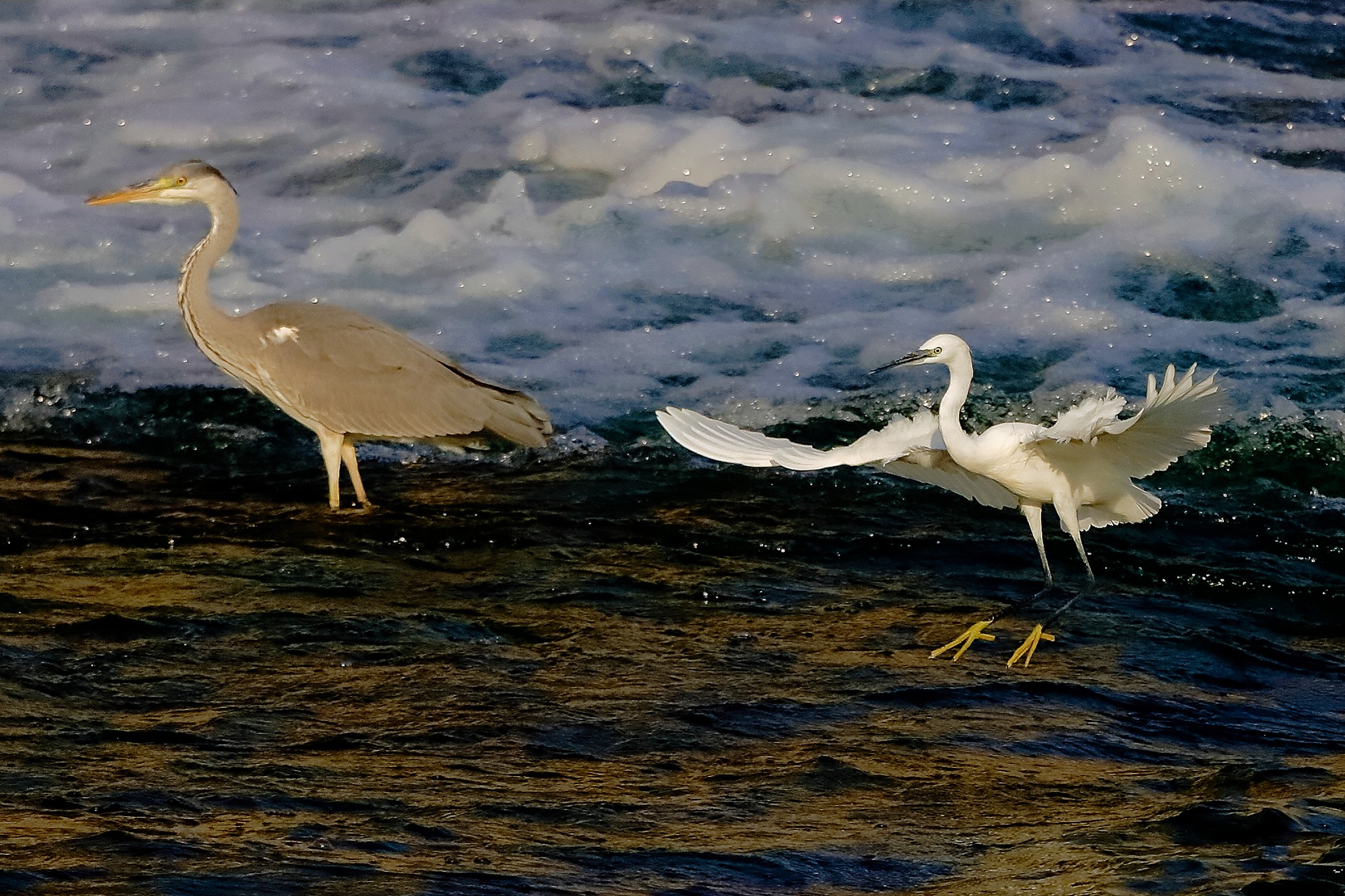 Garz-Cene 19 ottobre 2022