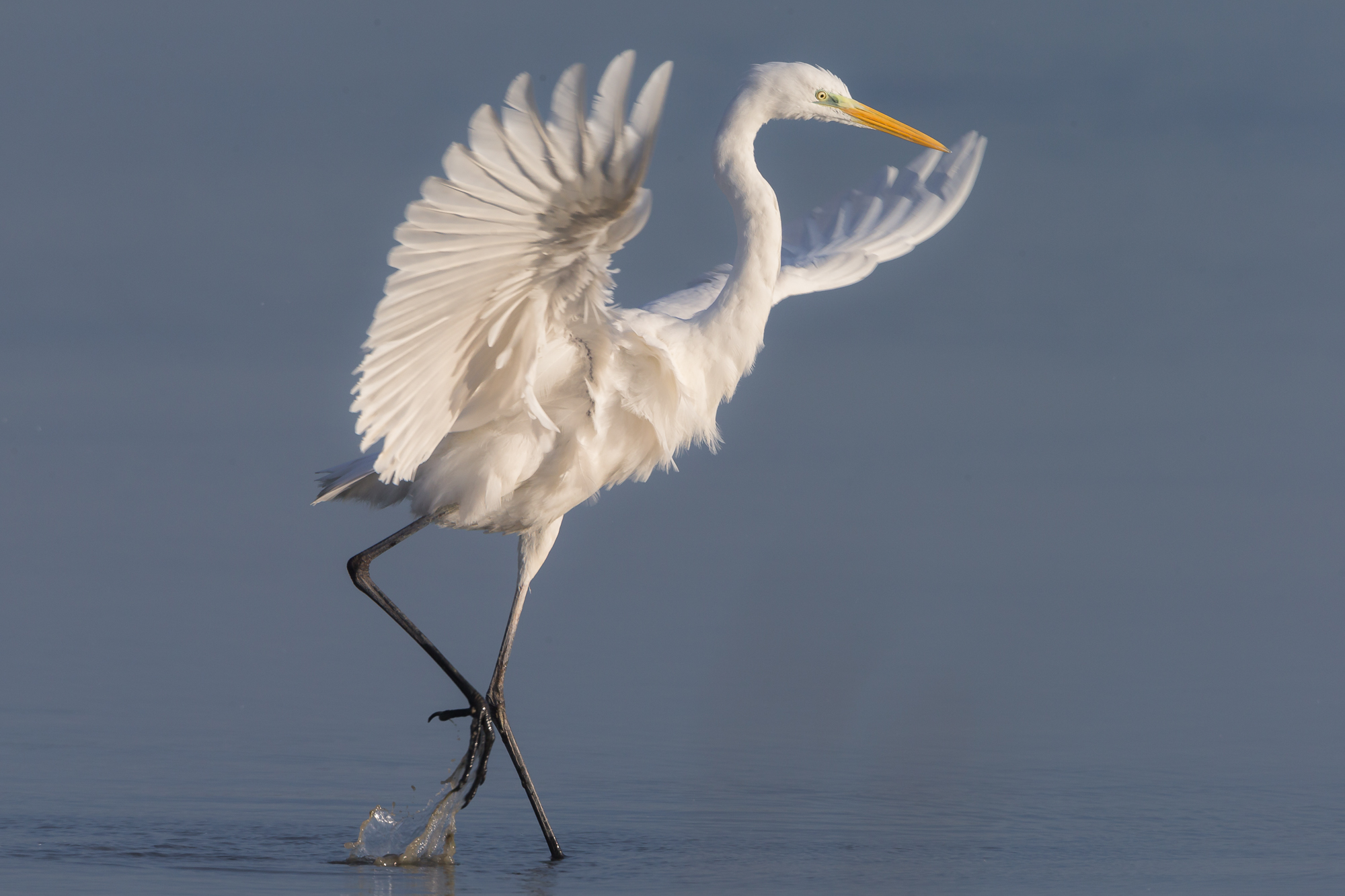 airone bianco maggiore.