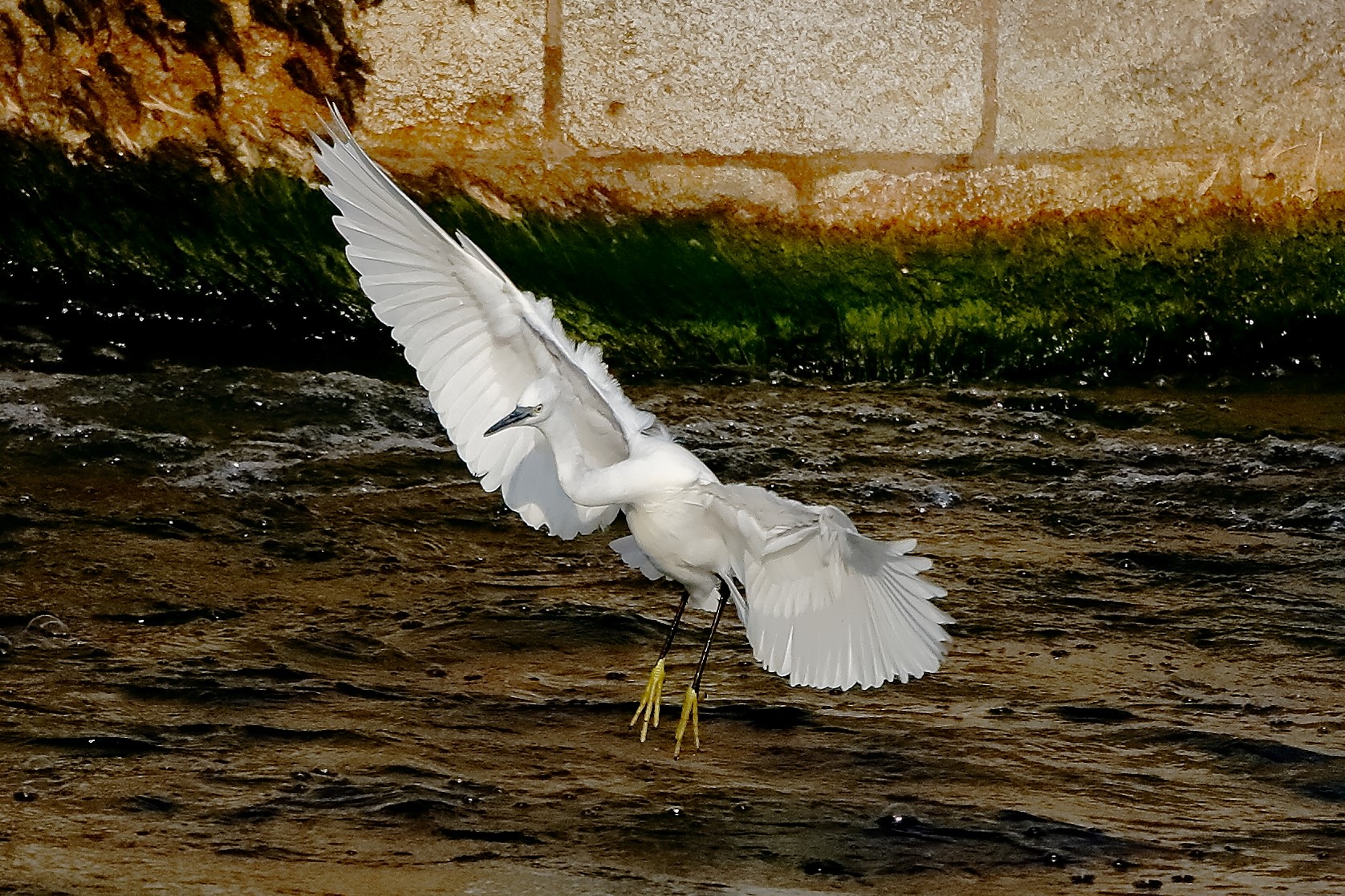 garzetta 19 ottobre 2022