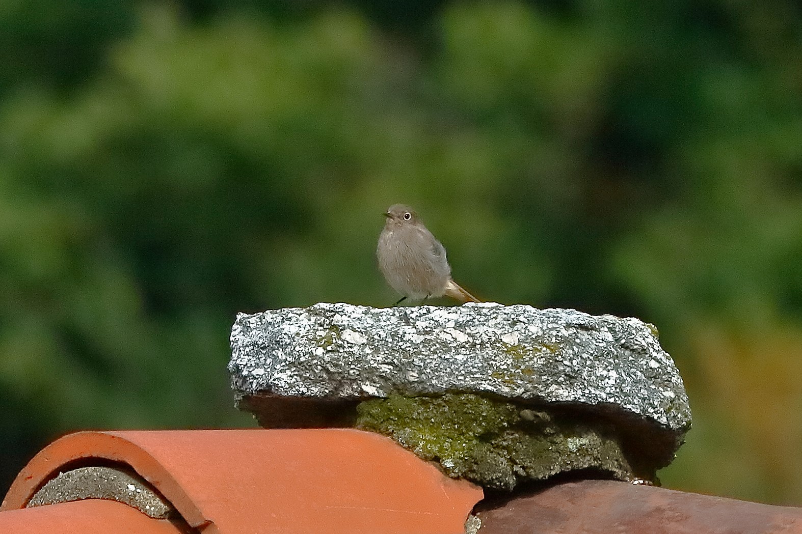 Codirosso sp 22 ottobre 2022