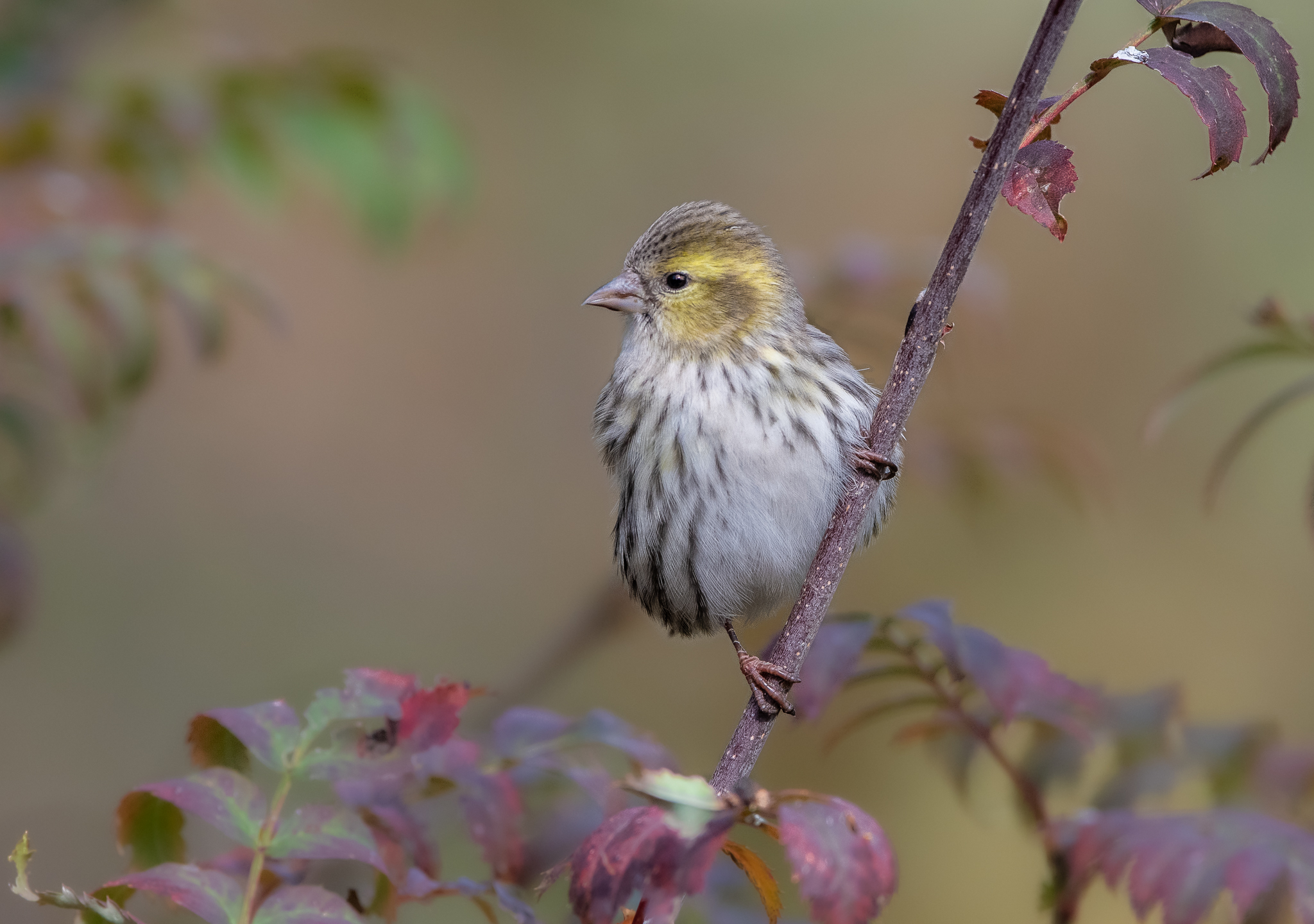 Socievole e attivo Lucherino