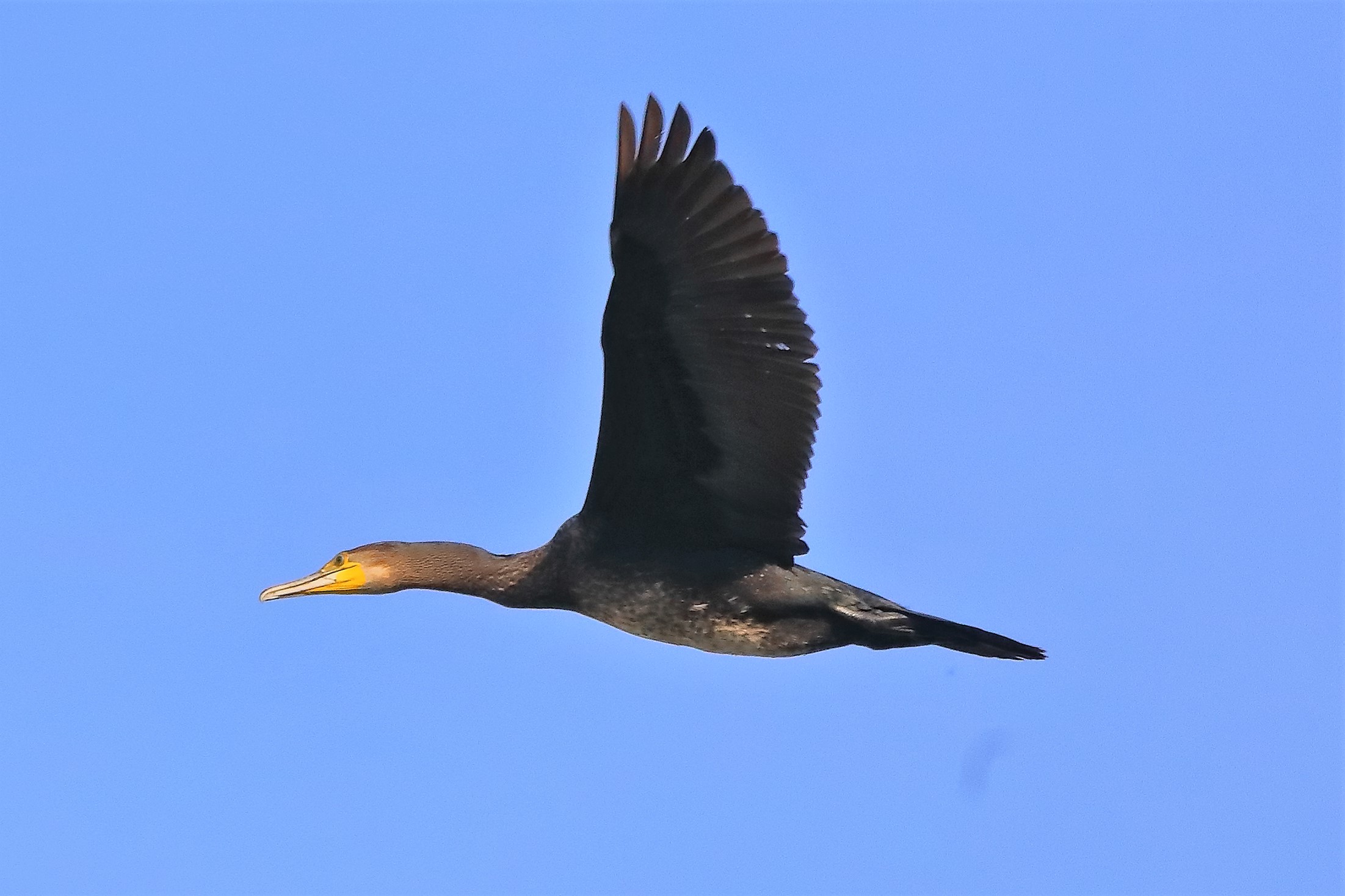 cormorano 03-10-2022