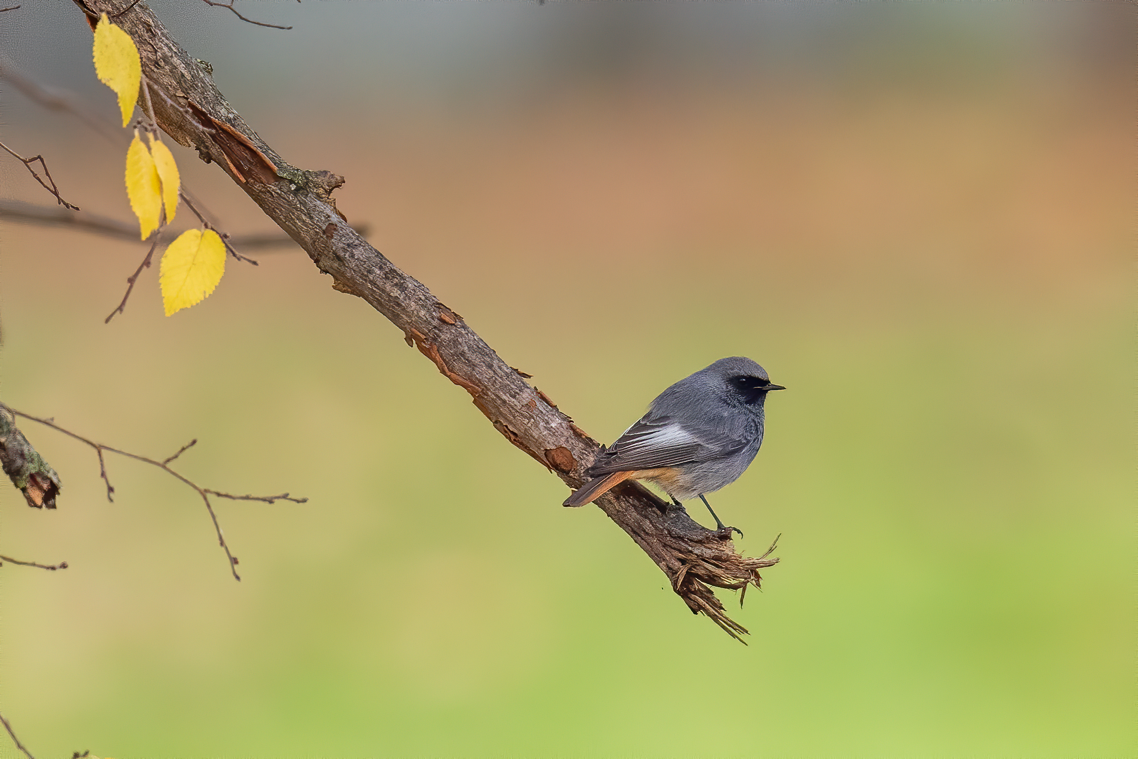 Black redstart