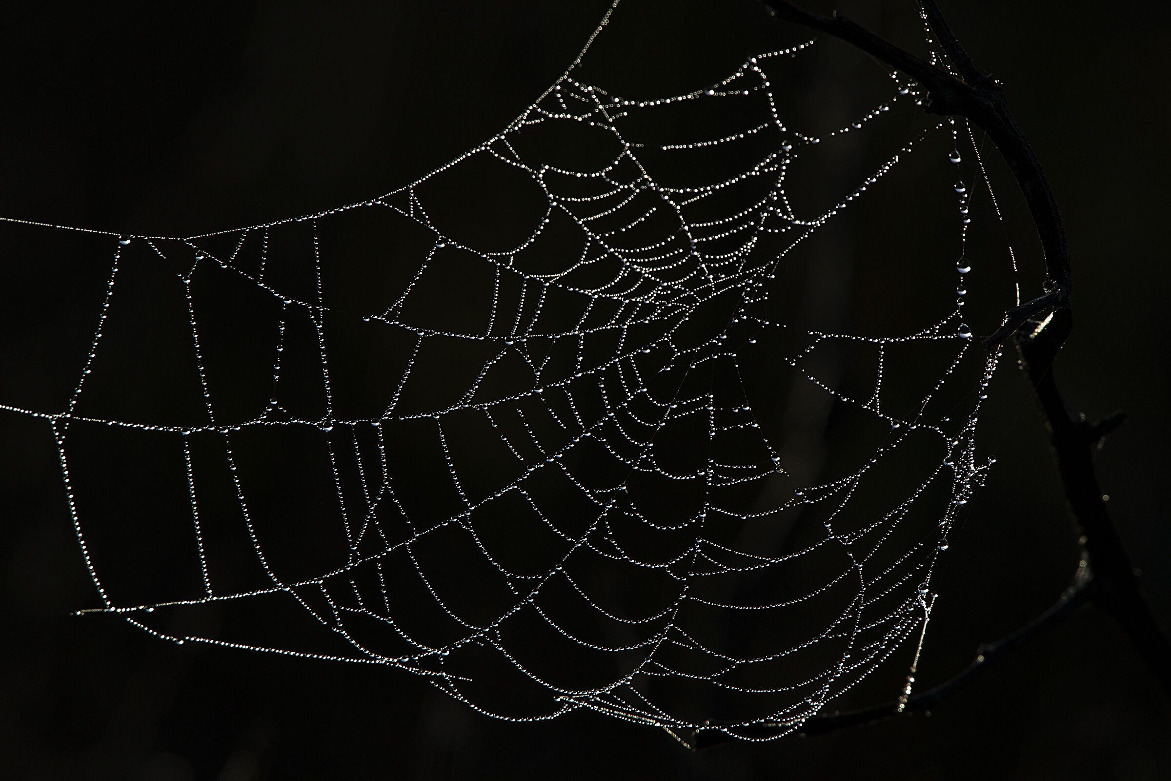Gocce su ragnatela