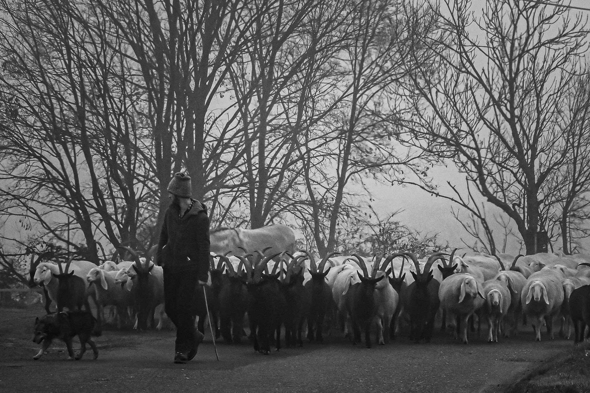 Improvvisamente dalla nebbia