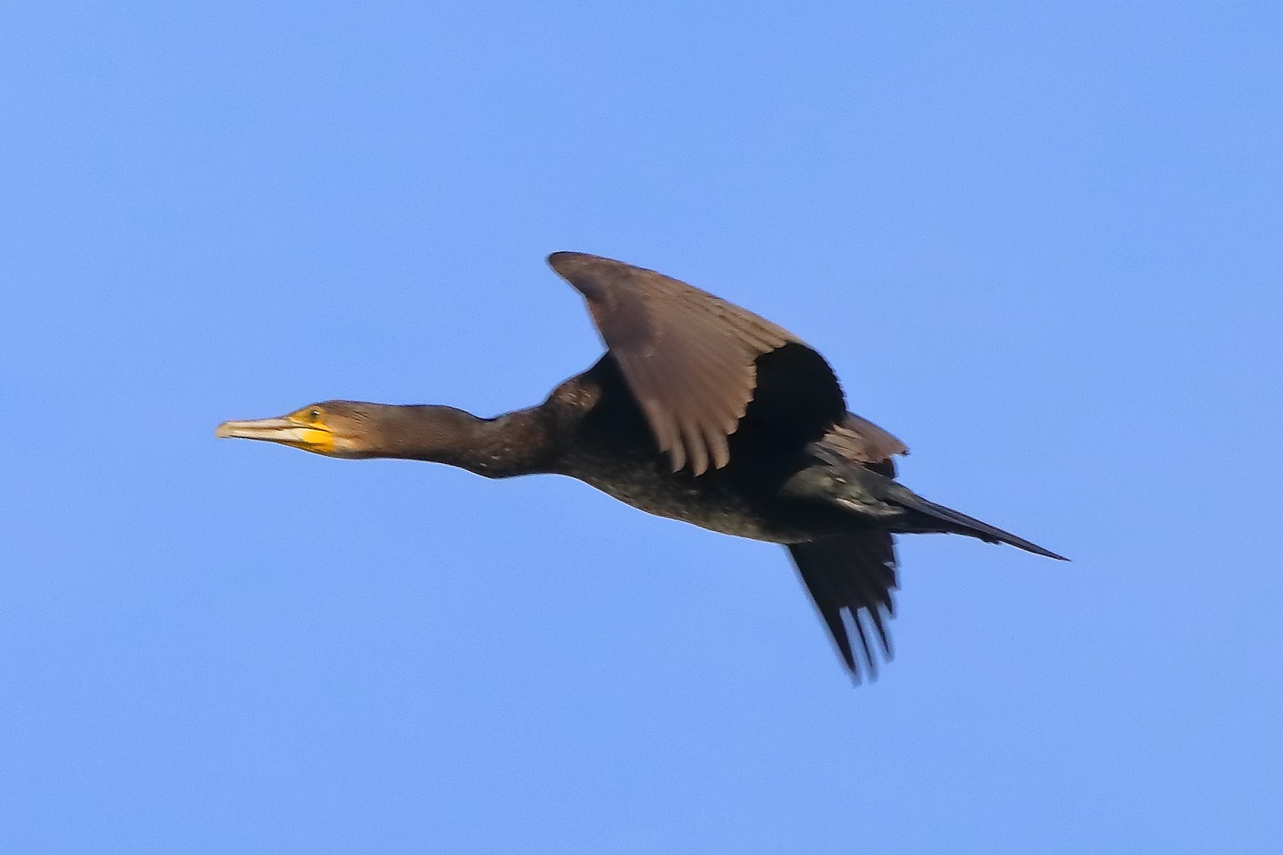 cormorano 03-10-2022