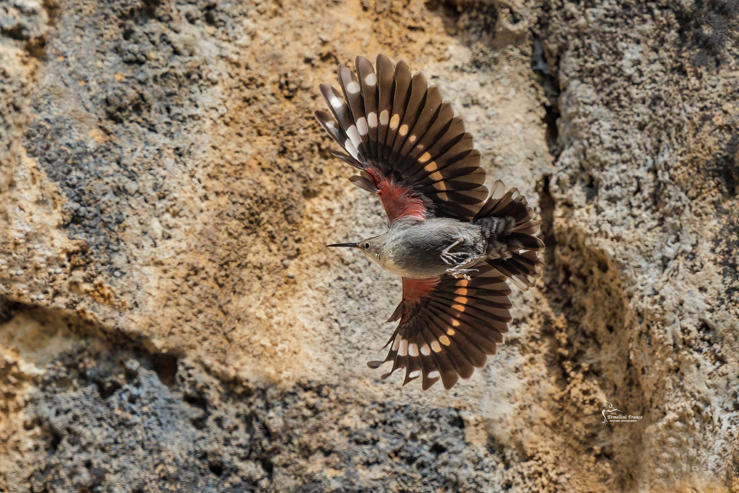 Wallcreeper