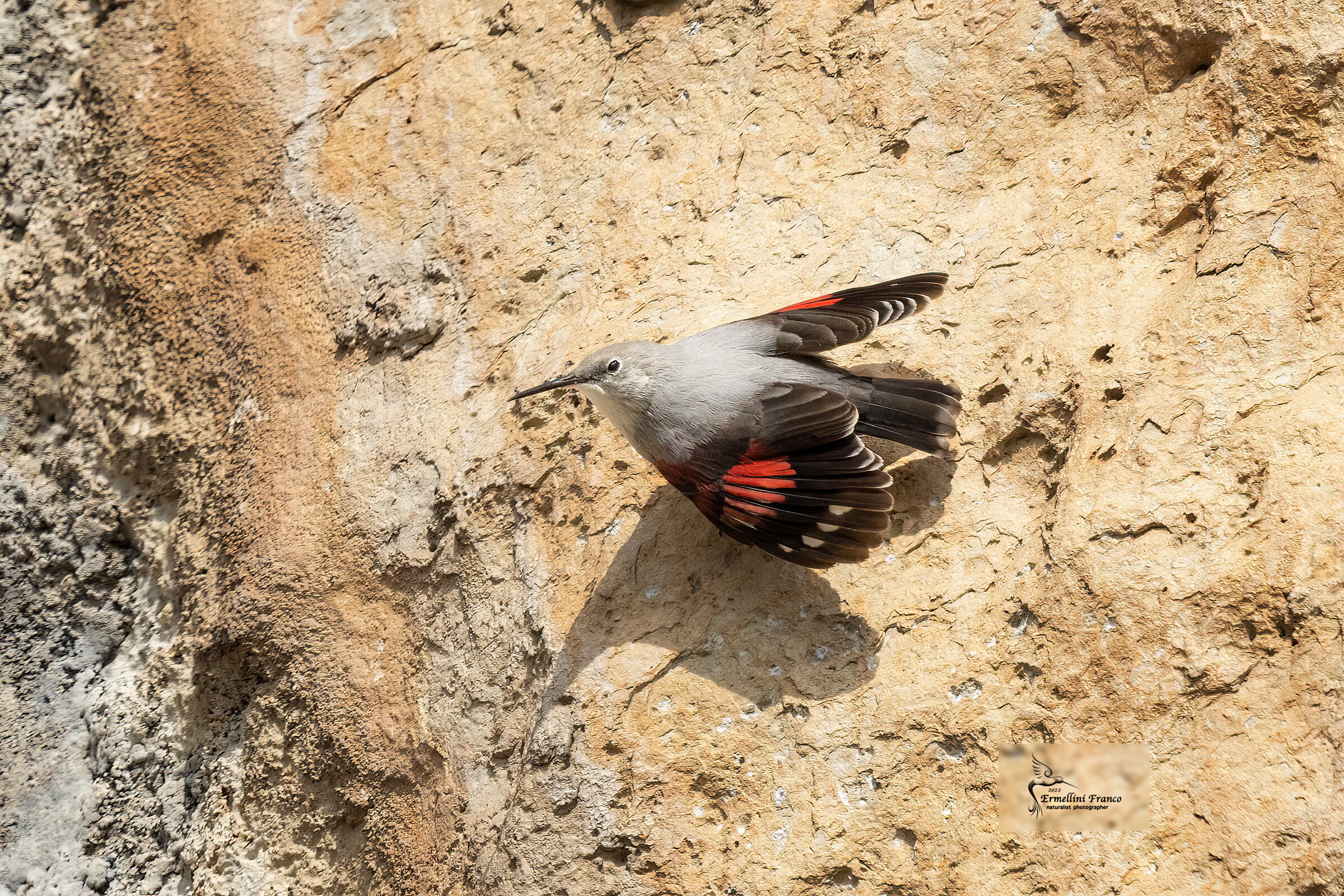 Wallcreeper