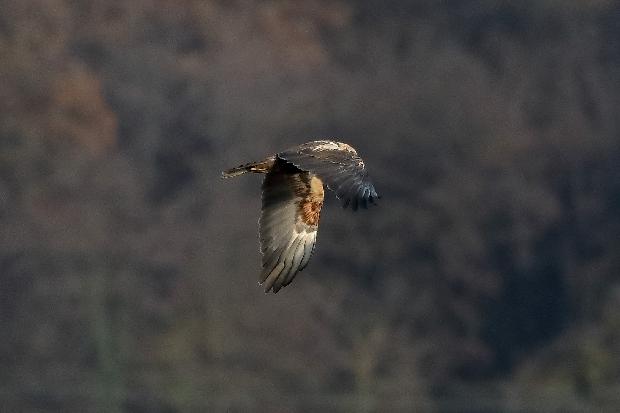 Falco di palude F dicembre 2022