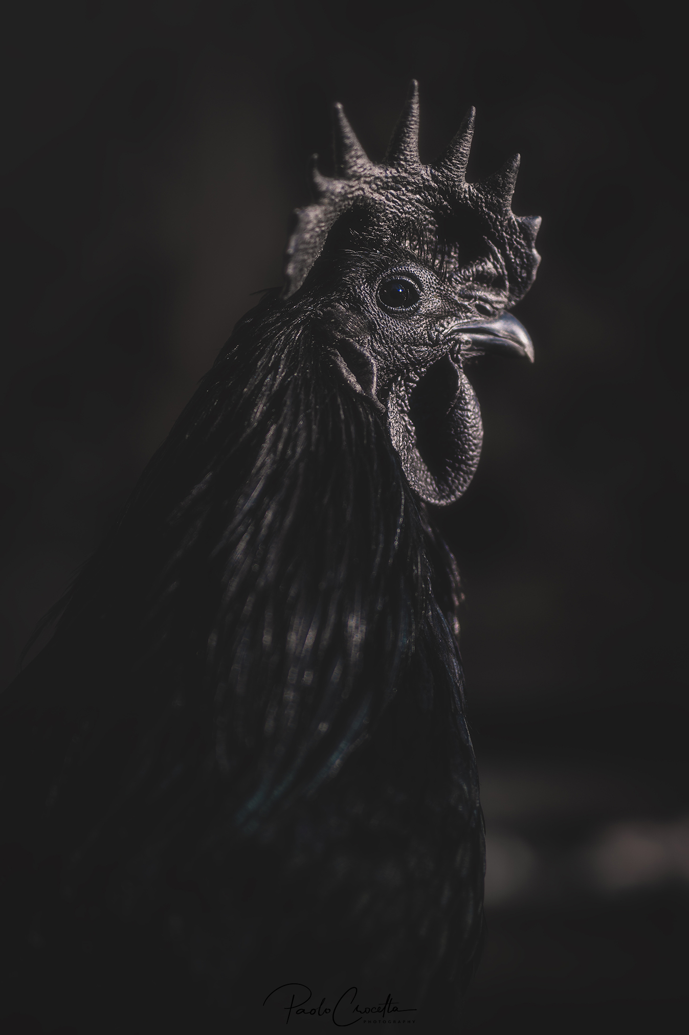Ayam Cemani - Indonesian Black Rooster