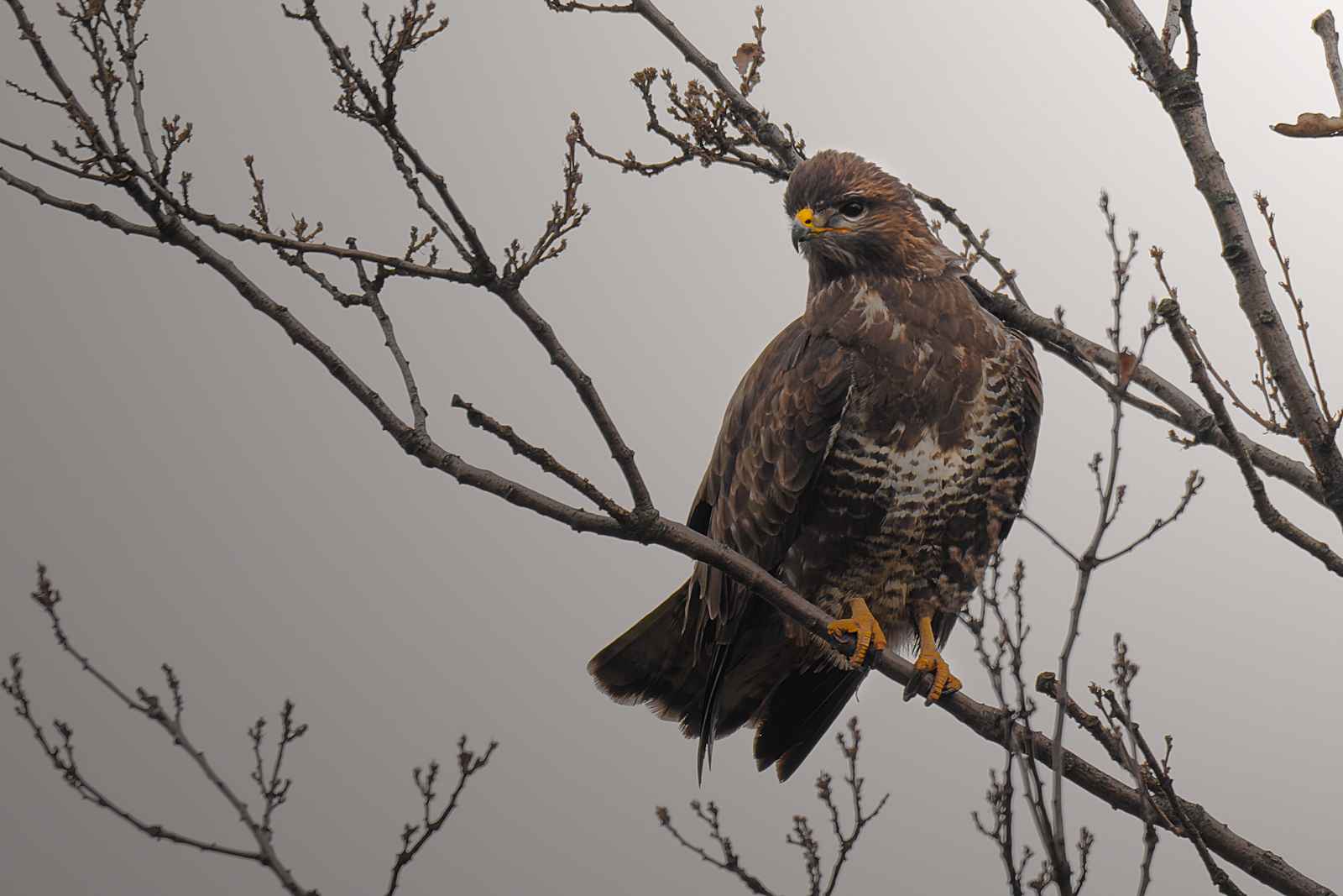 Buteo buteo