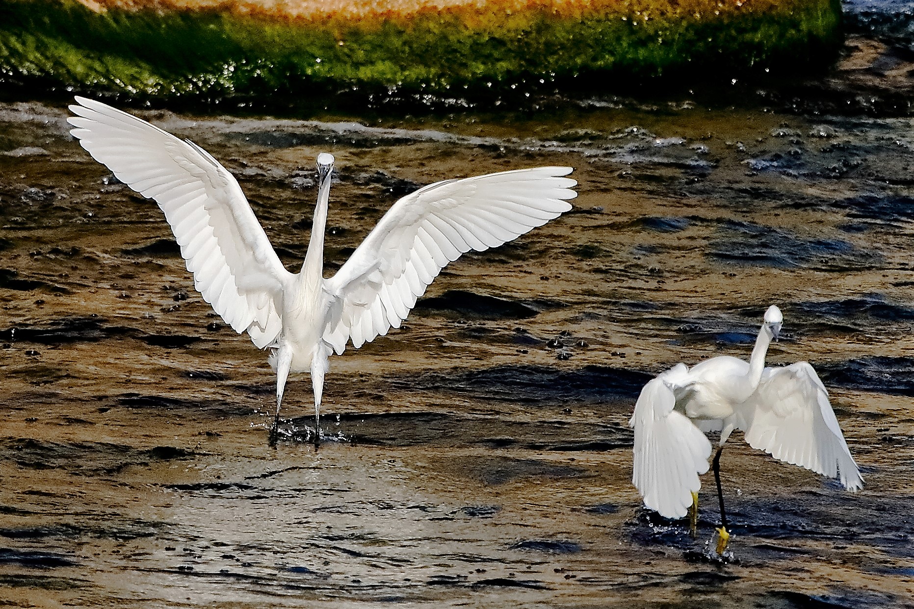 Garzette 19 ottobre 2022