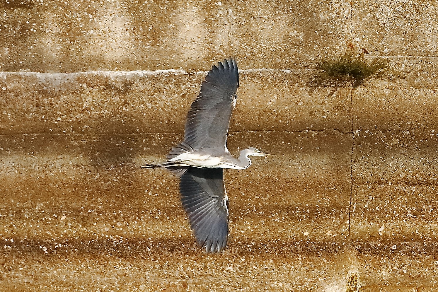 cenerino 19 ottobre 2022