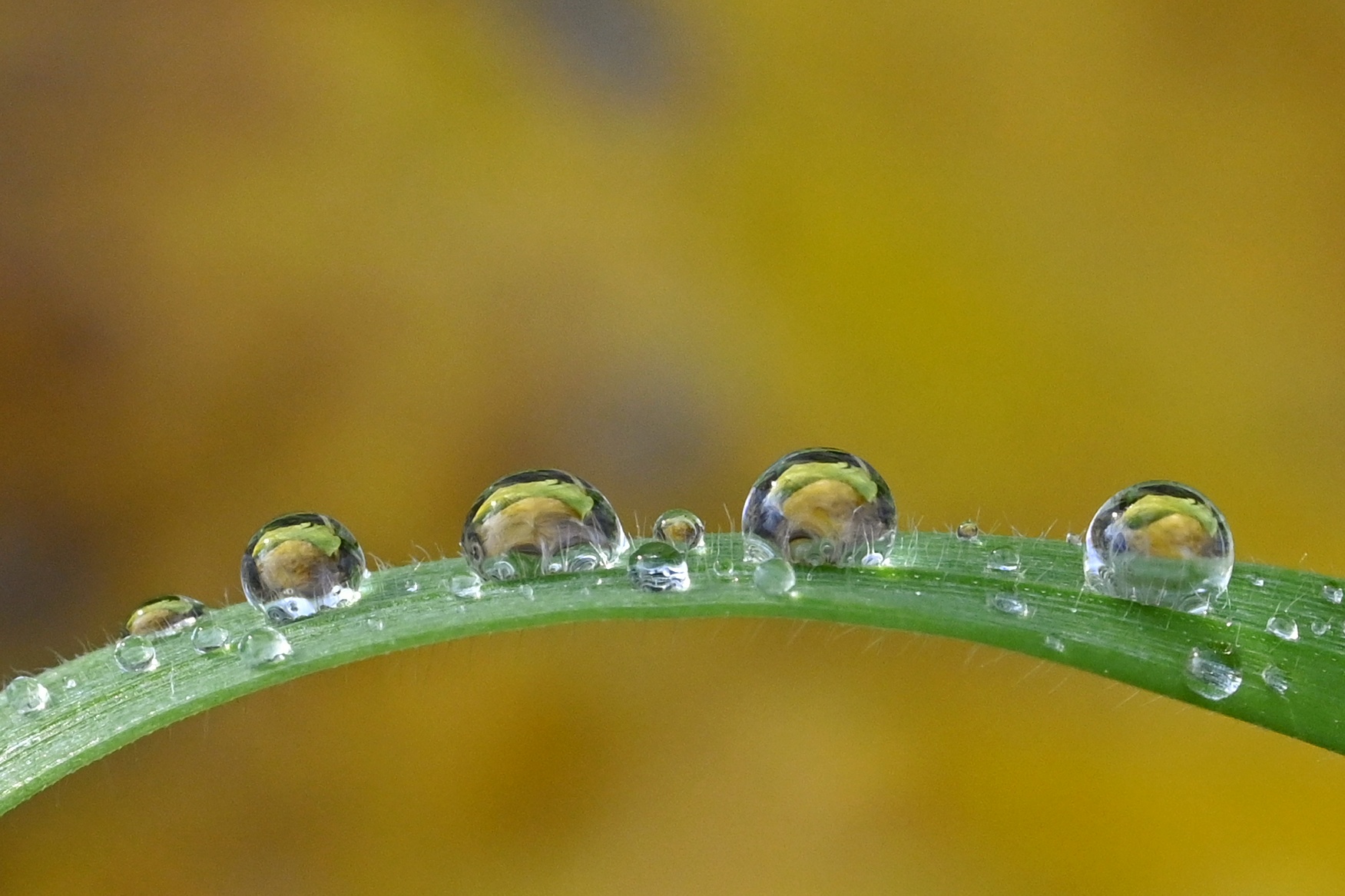 Drops