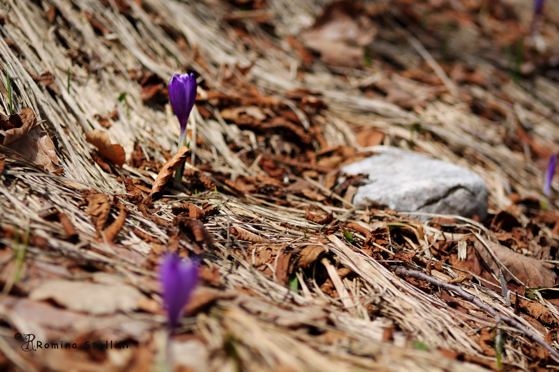 Fiore selvatico, Ucka/Croatia