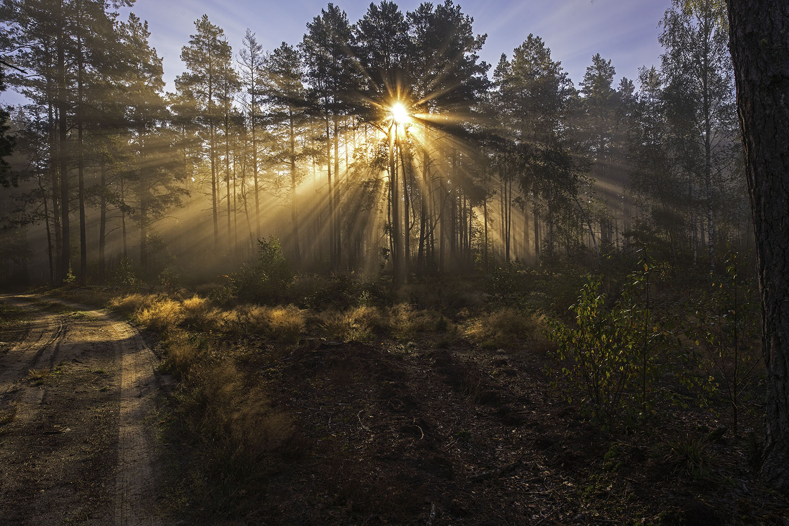 Luce magica della foresta...
