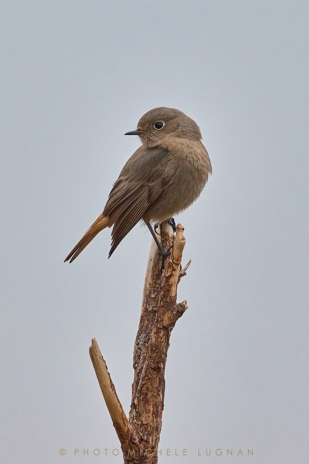 Phoenicurus ochruros (vulg.it. codirosso spazzacamino)