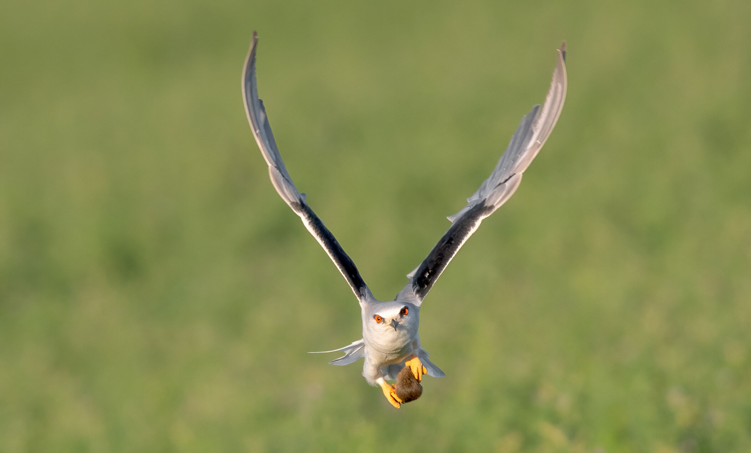 Aquilone dalle spalle nere