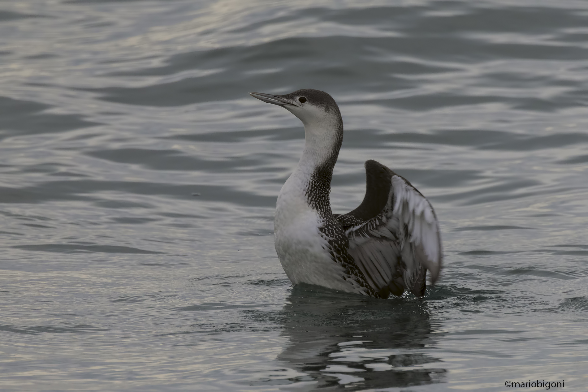 Red-throated diver
