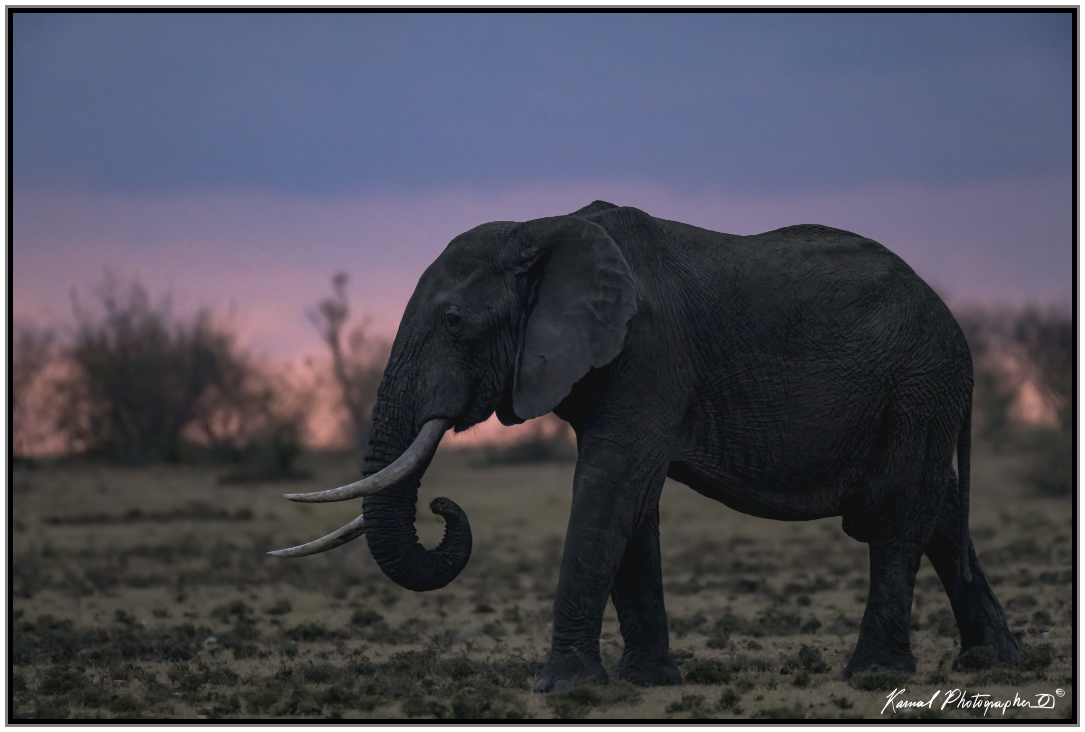 Loxodonta africana