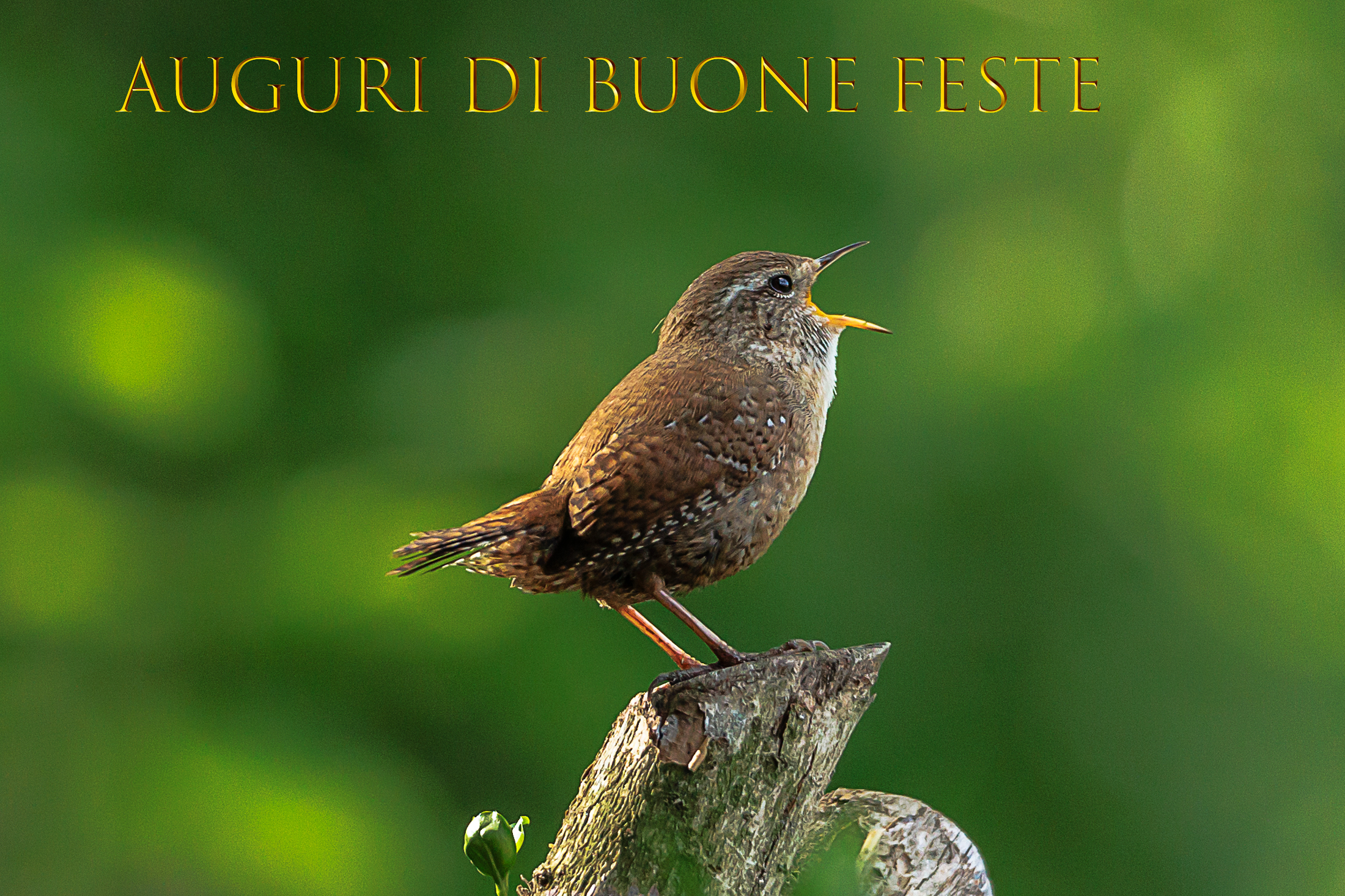 Singing wren