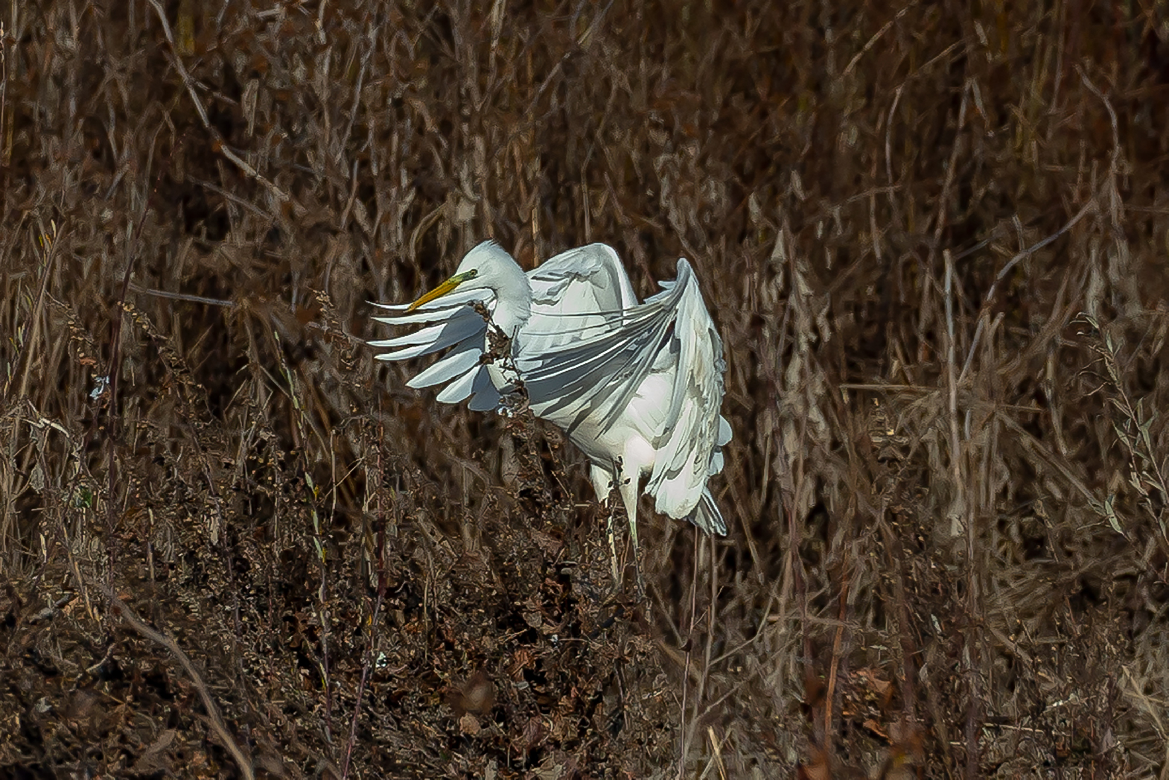 Partenza arruffata