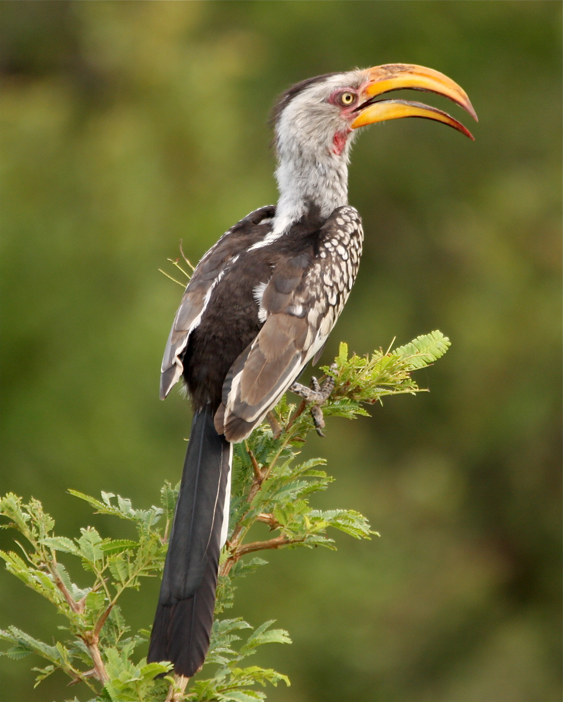 Southern Yellow Billed Hornbill