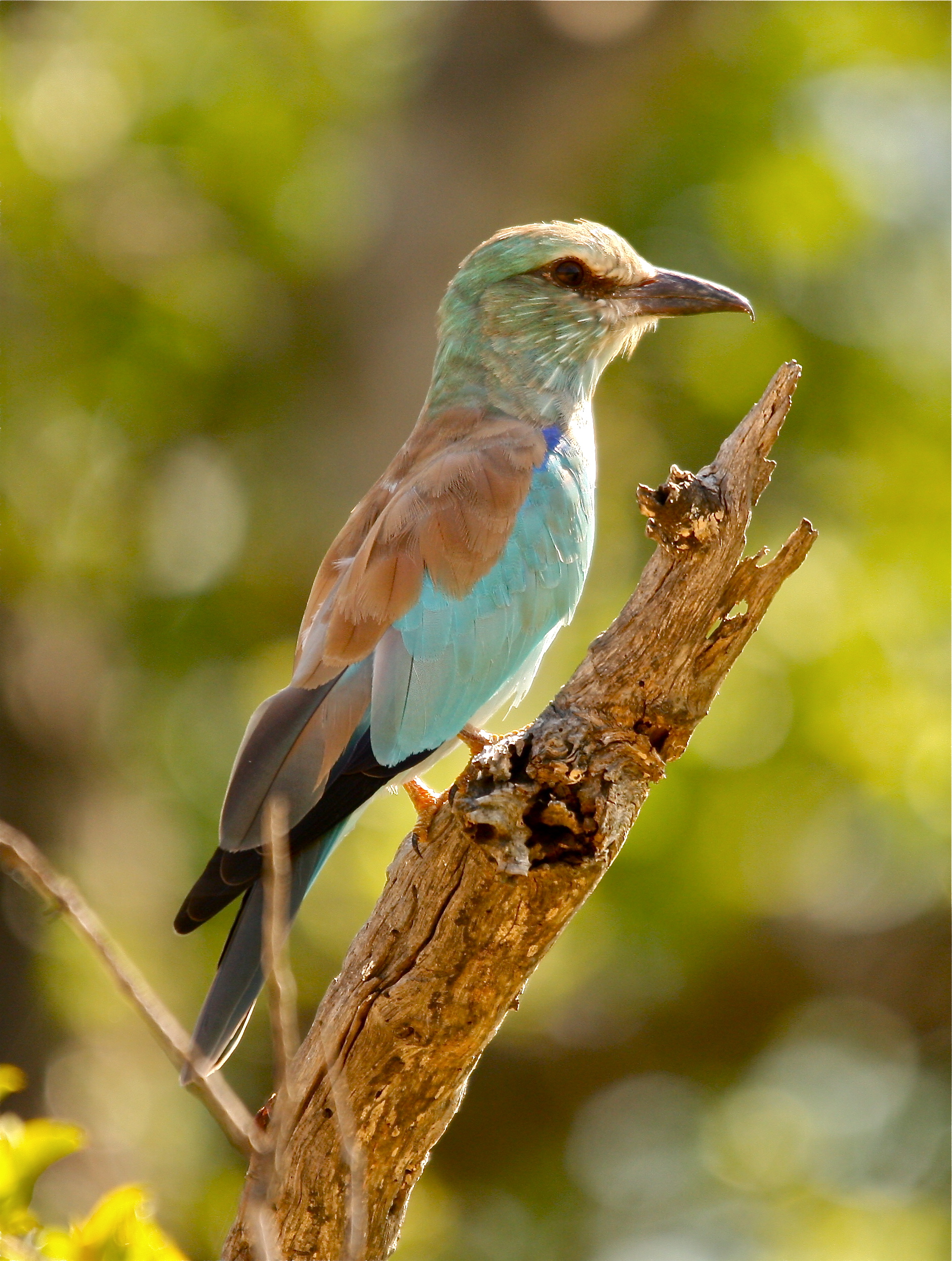 European Roller