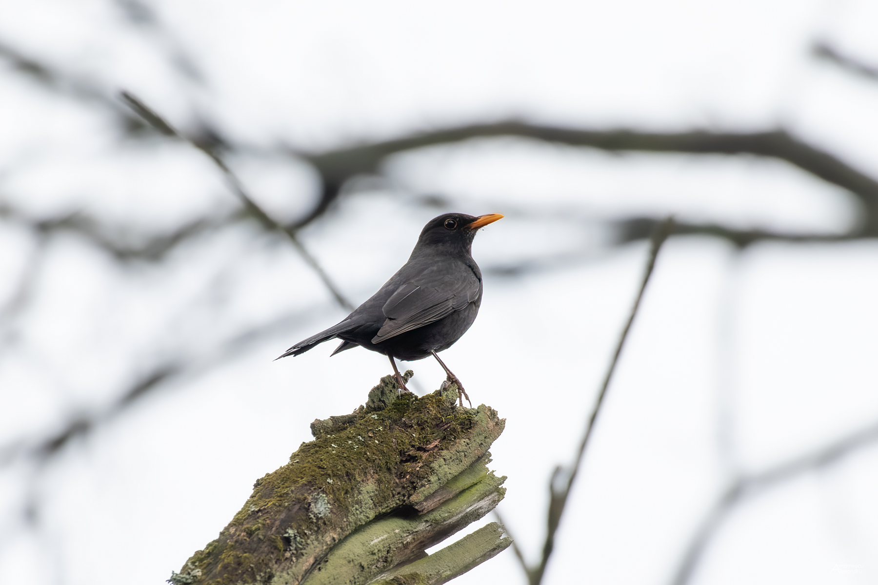 Turdus merula