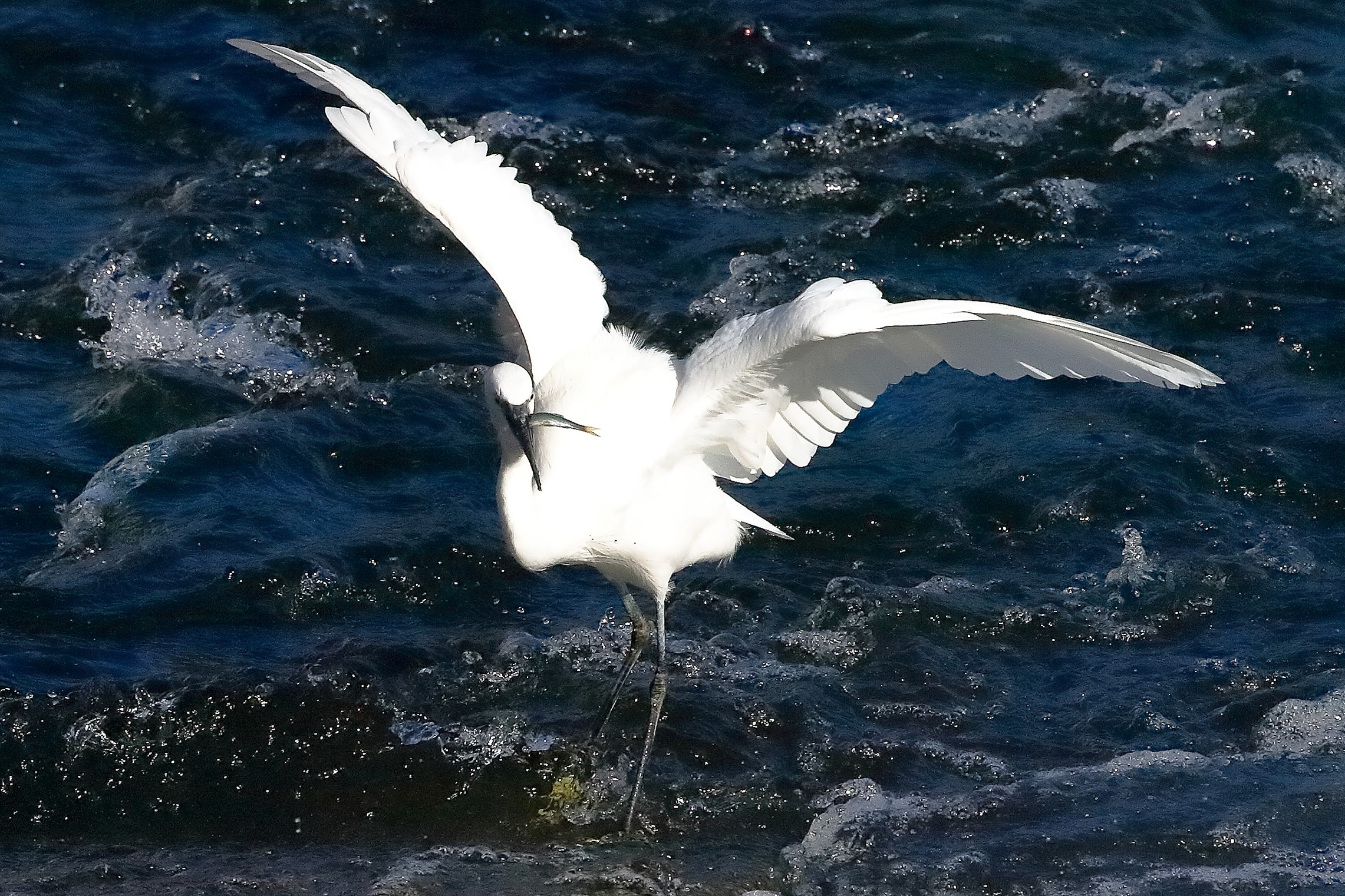 garzetta 22 ottobre 2022