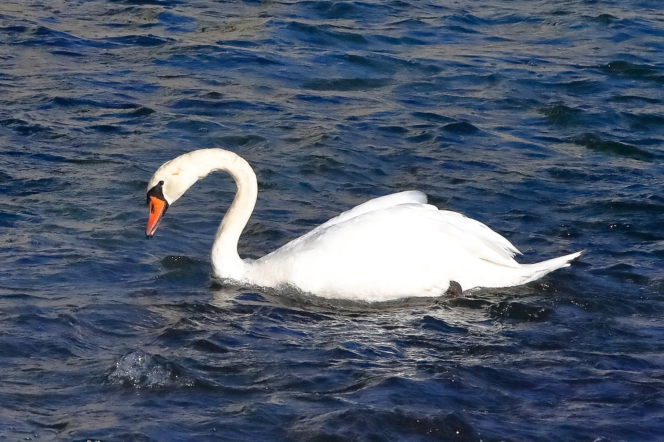 cigno R 22 ottobre 2022