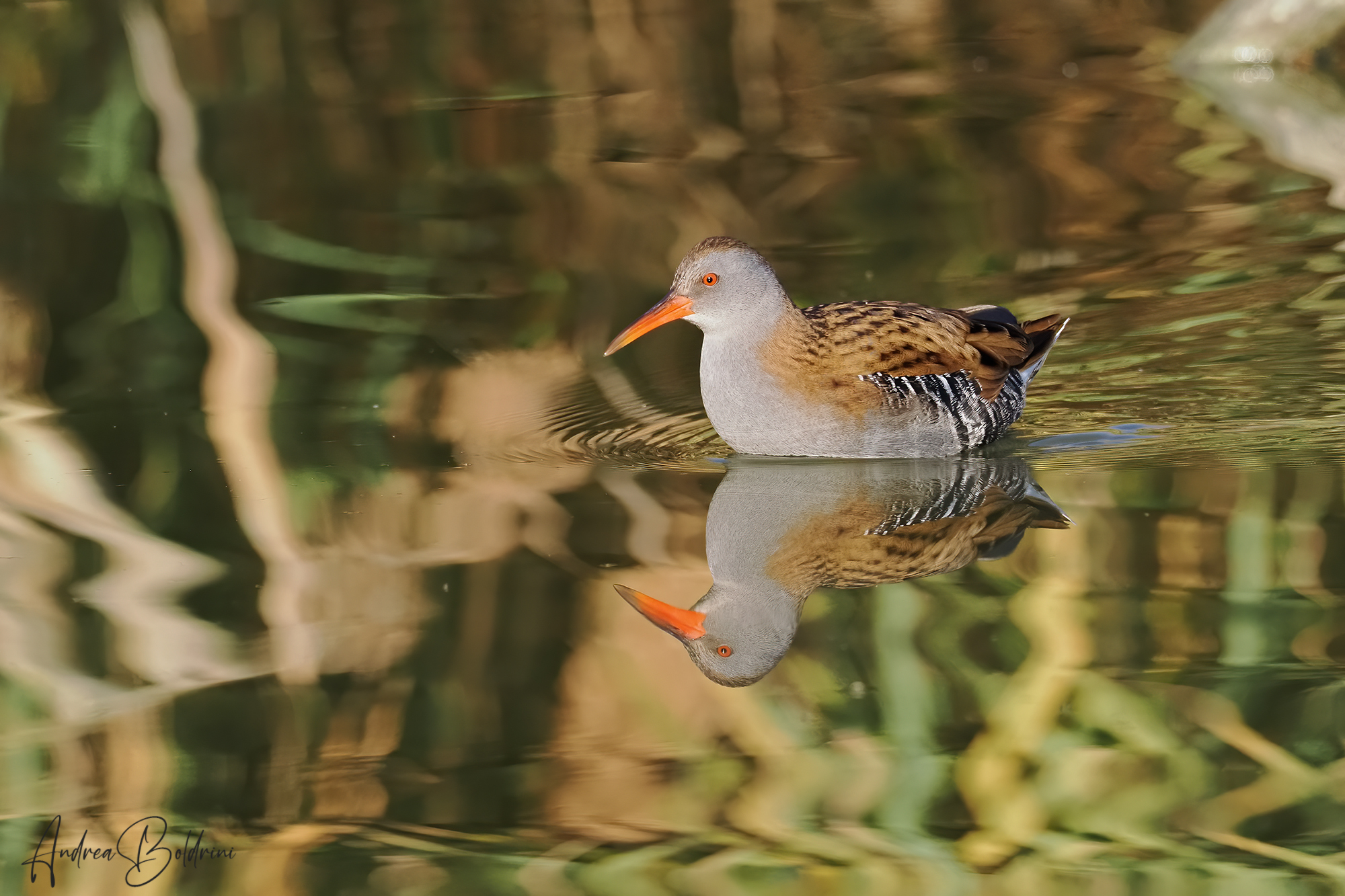 Water rail