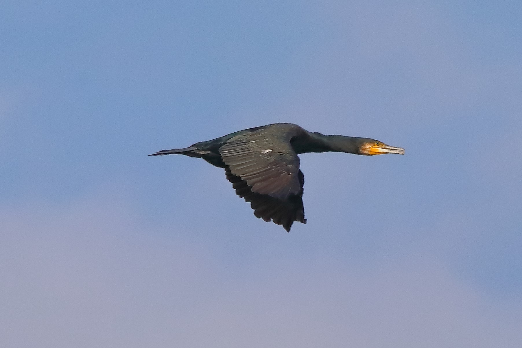 cormorano 03-10-2022