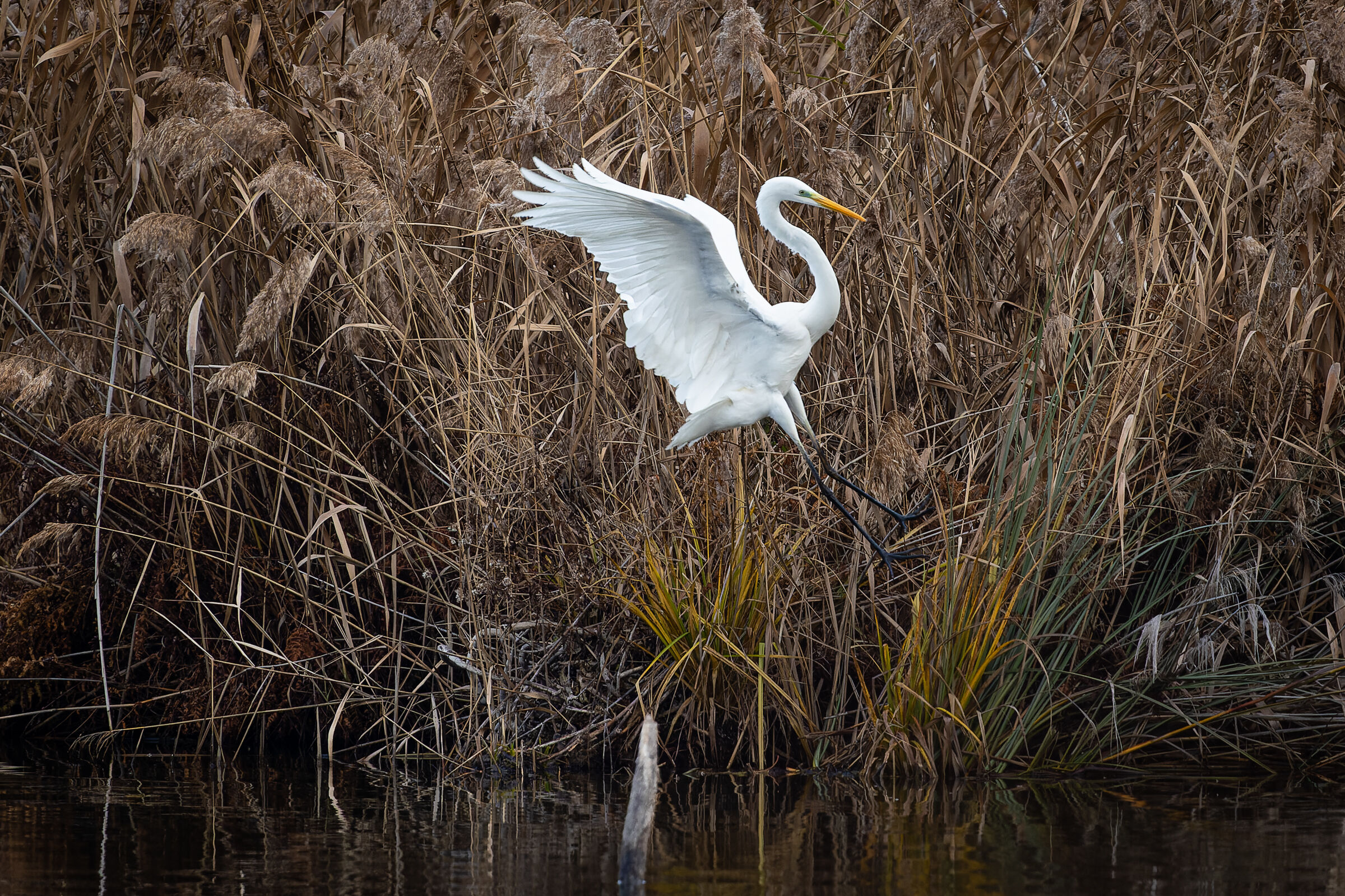 Great White Heron 1
