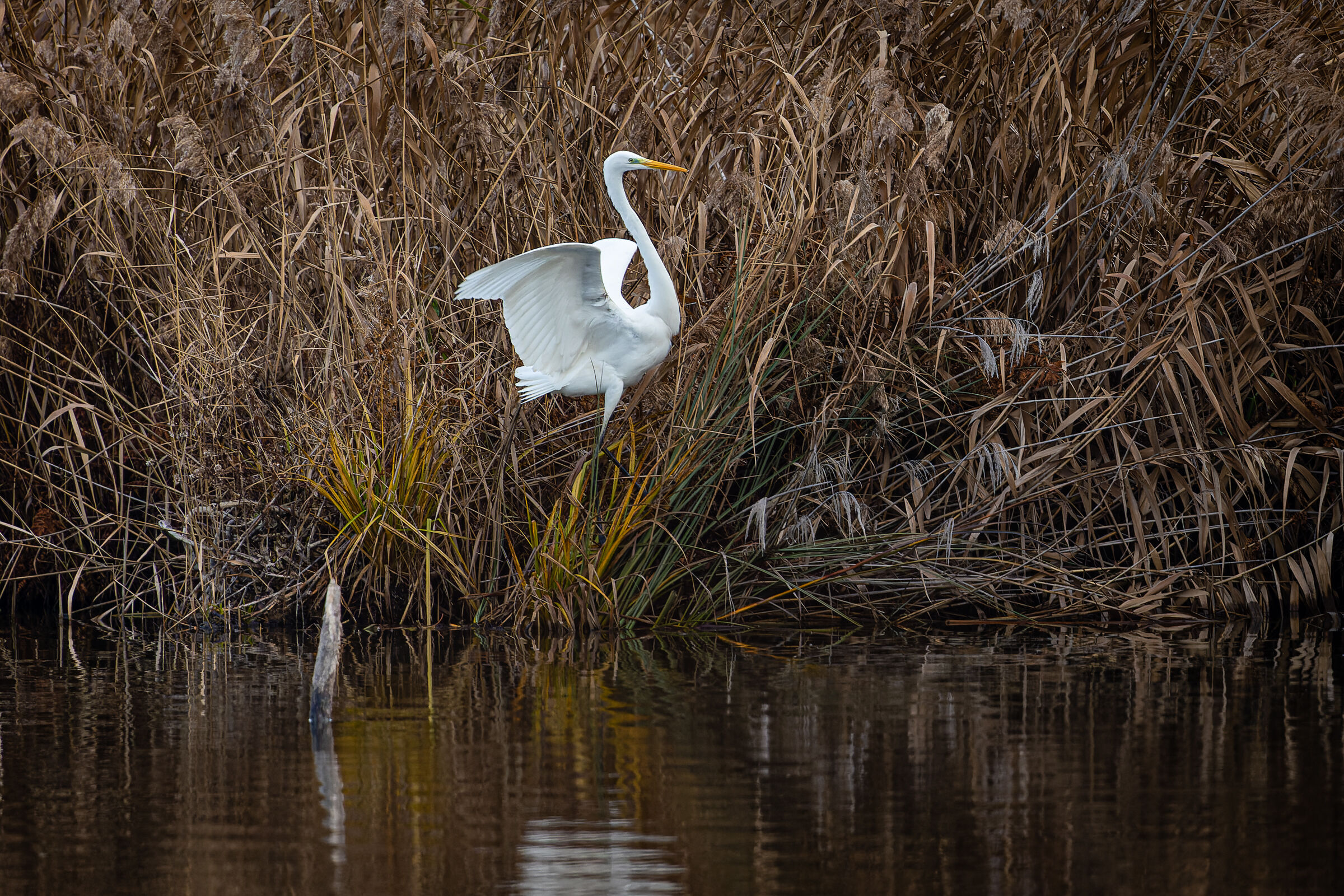 Great White Heron 2