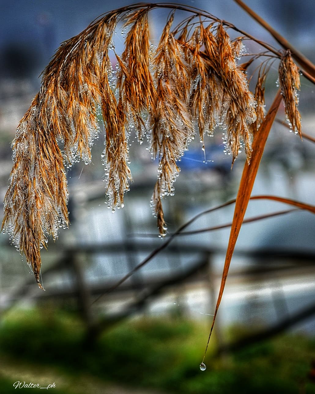 Fog drops