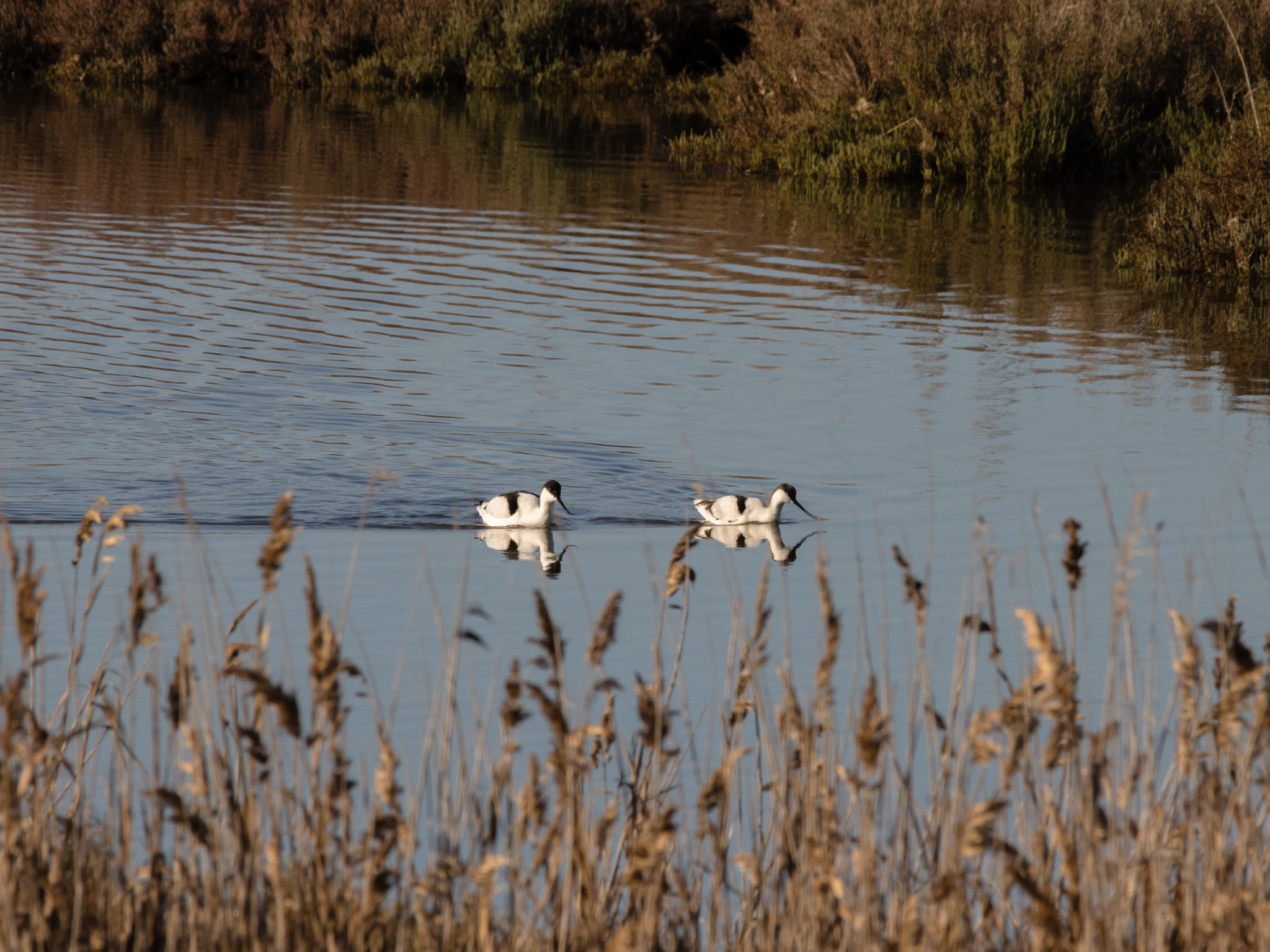 Duplex(Avocetta)