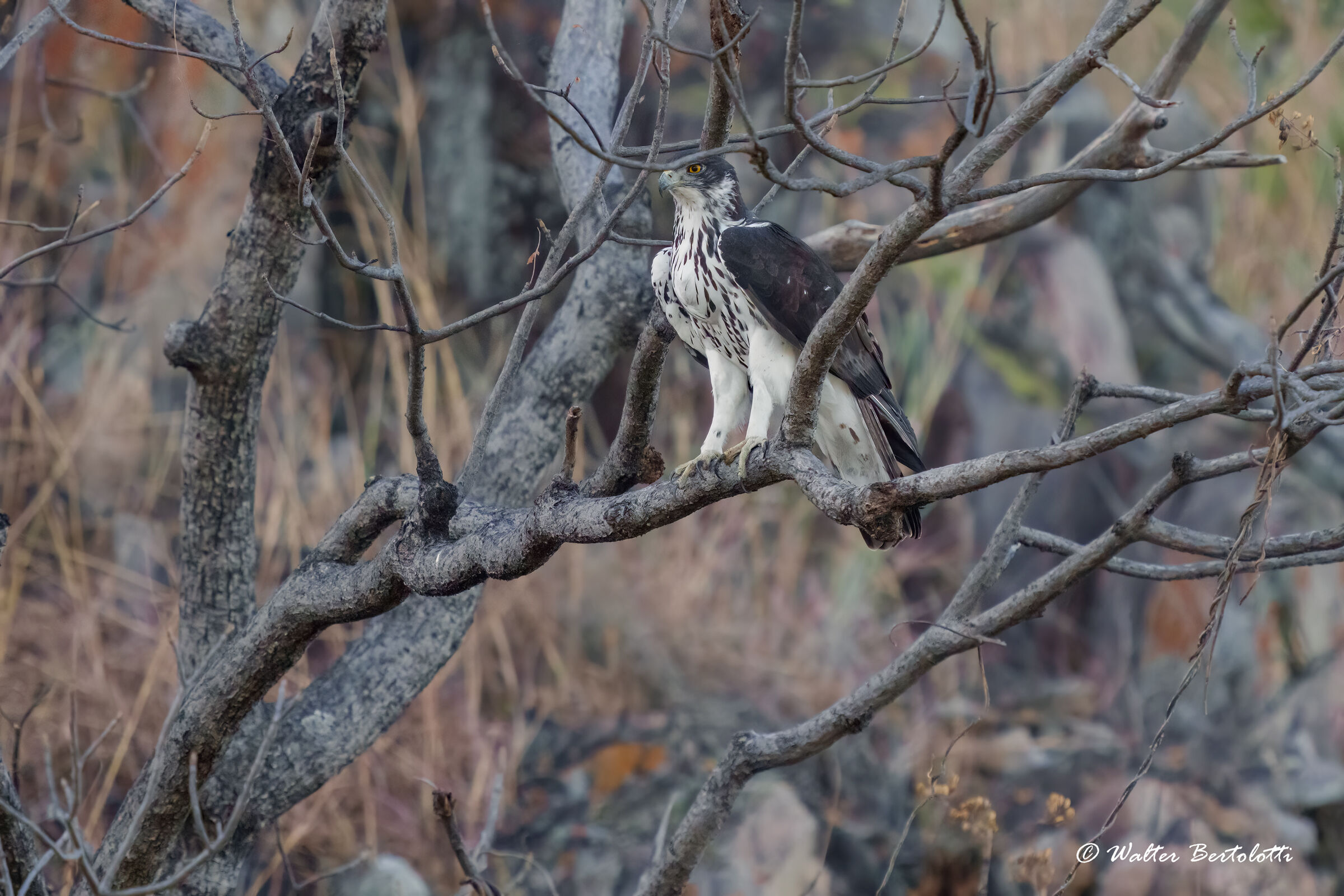 Aquila minore africana