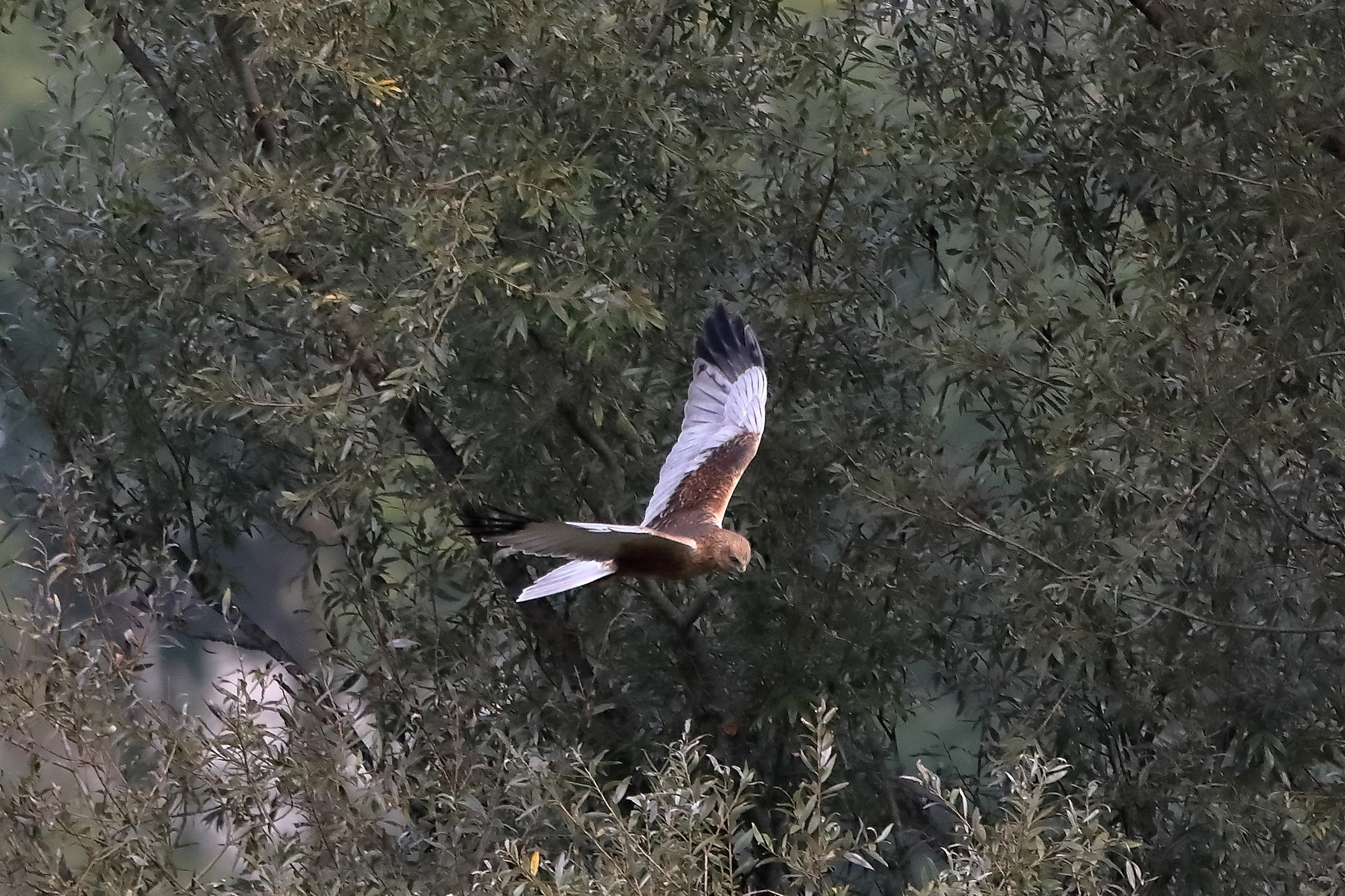 Falco di palude 12-10-2022